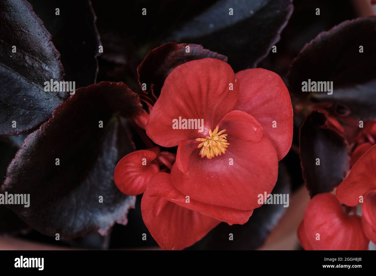 Begonia cucullata known as wax begonia red blooming flowers Stock Photo