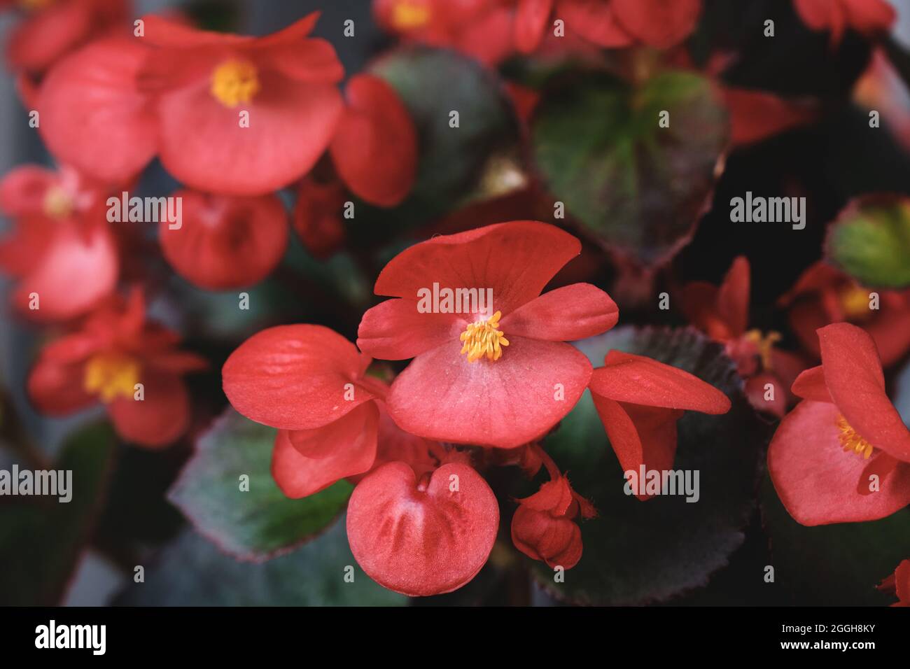 Begonia cucullata known as wax begonia rose blooming flowers Stock Photo