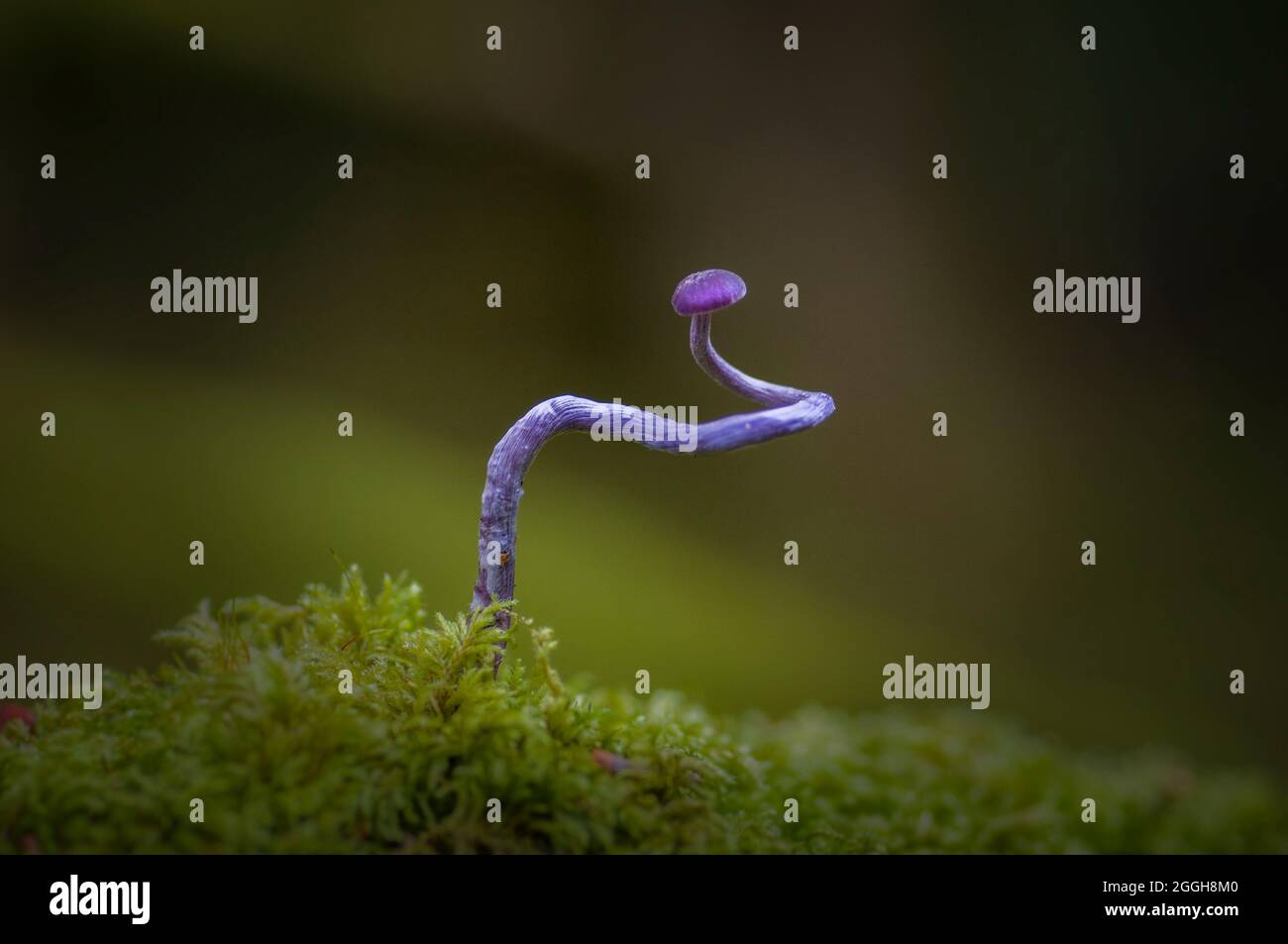 this beautifully coloured fungi is hard to see on the forest floor but if you look closely you can often find many of them. Stock Photo