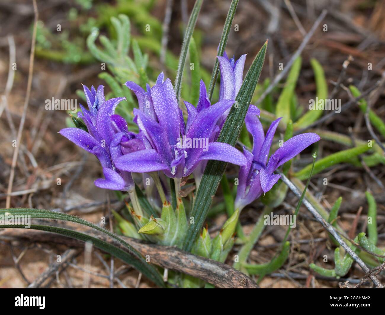 Purple flowers of the Baboon Root (Babiana) bulb plant growing in the Namaqua desert in spring Stock Photo