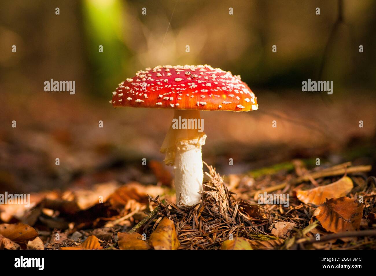 The fly agaric mushroom otherwise known as Amanita muscaria, is probably the most well known when it comes to woodland mushrooms. Stock Photo