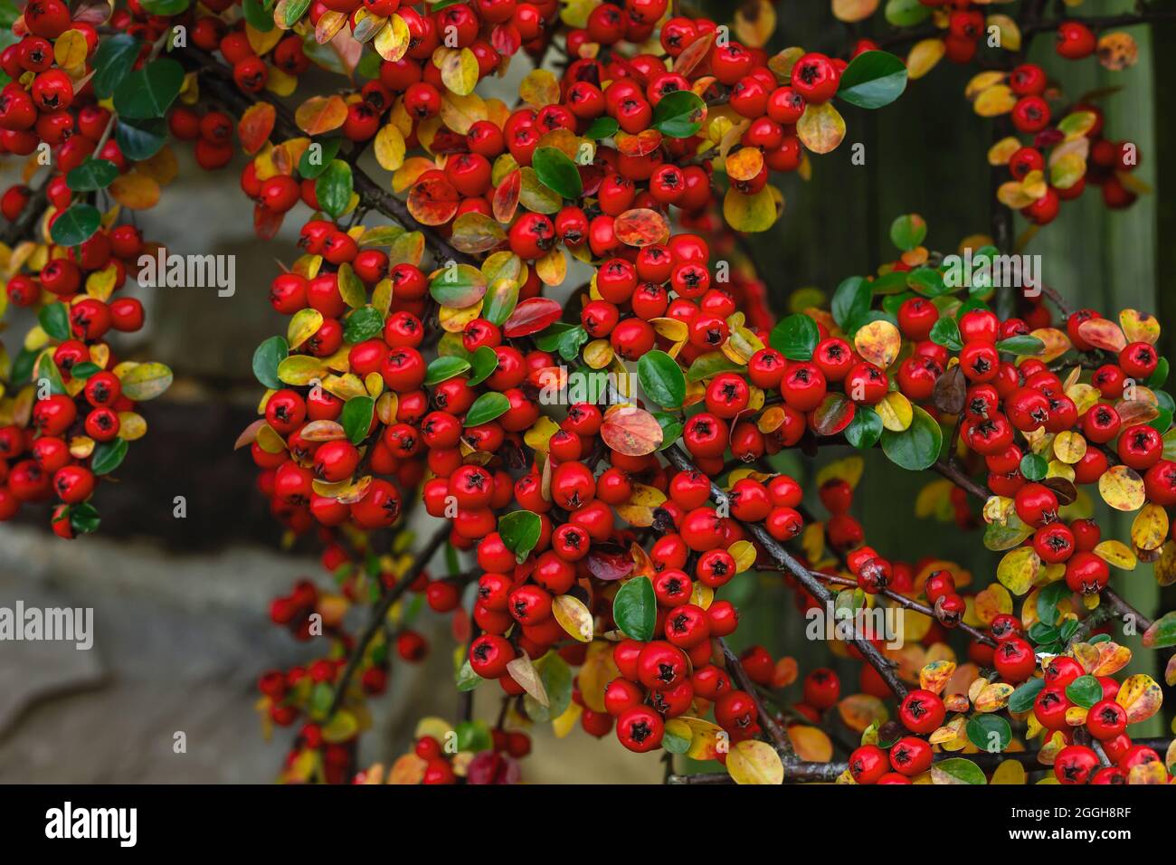 Cotoneaster horizontalis or wall cotoneaster red berries Stock Photo