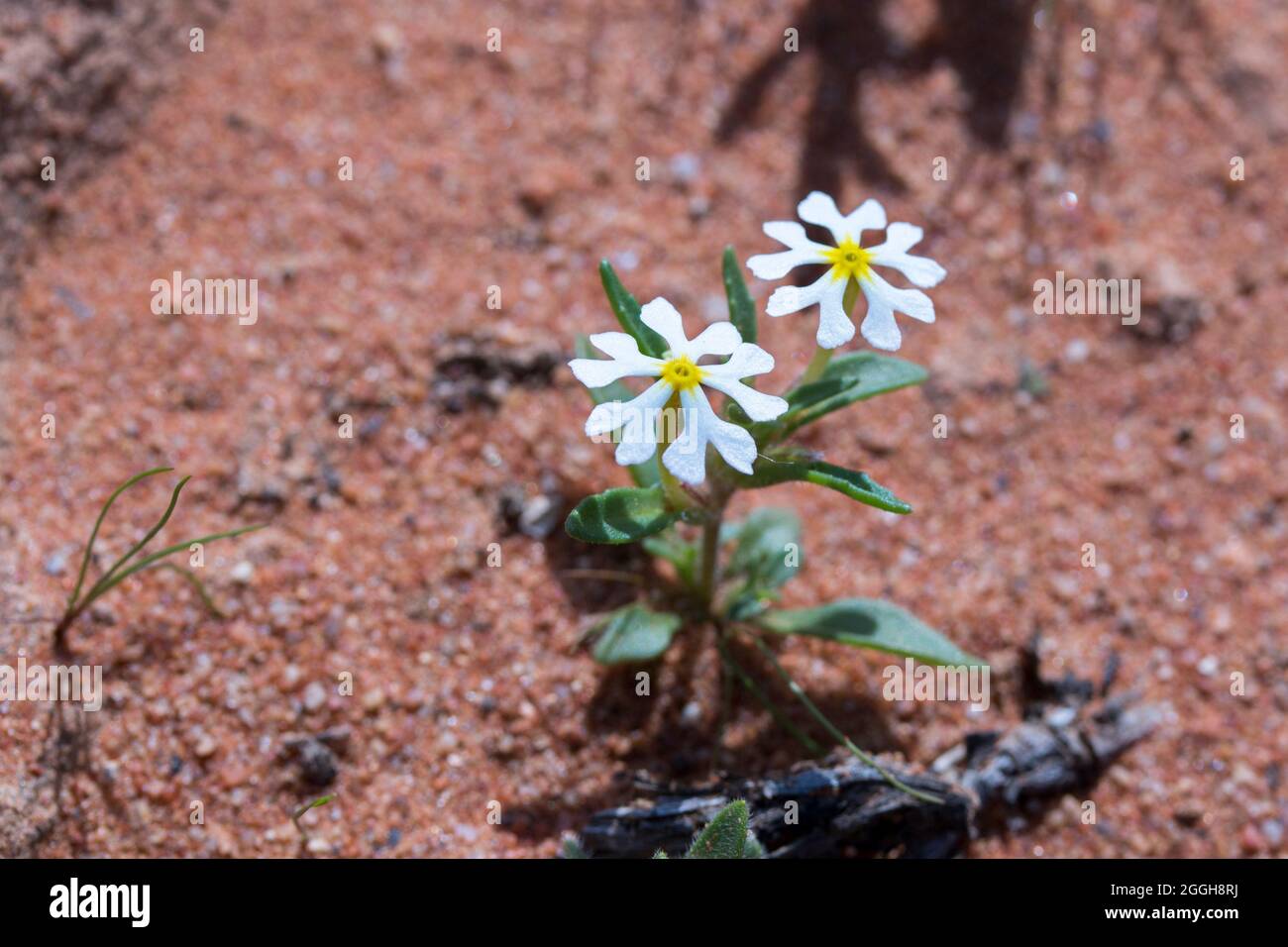 Very small white Namaqua desert wild flowers, Downy Drumsticks (Zaluzianskya villosa) Stock Photo