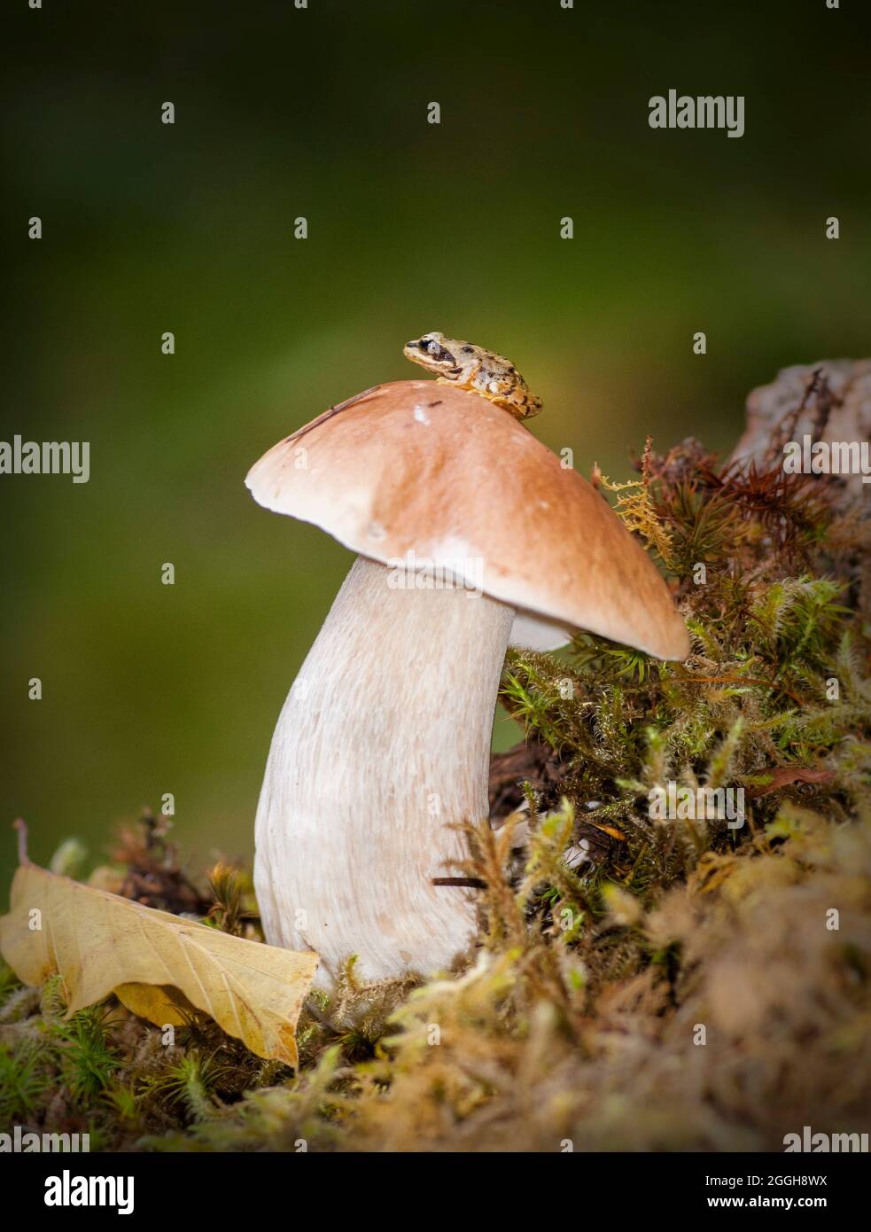 A tiny frog finds a pirch on the cap of this penny bun fungi Stock Photo