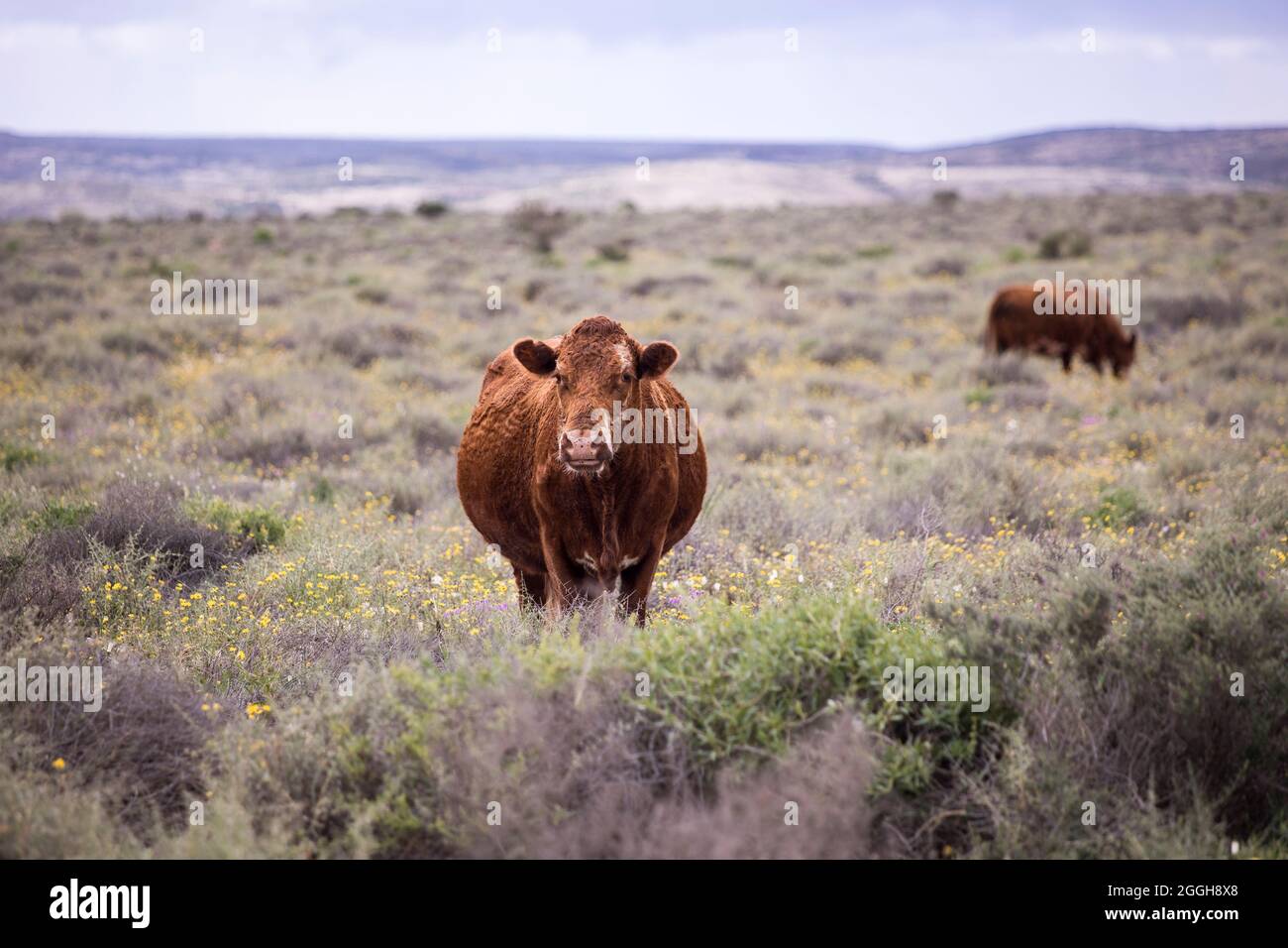 A brown cow standing in a field facing the camera Stock Photo - Alamy