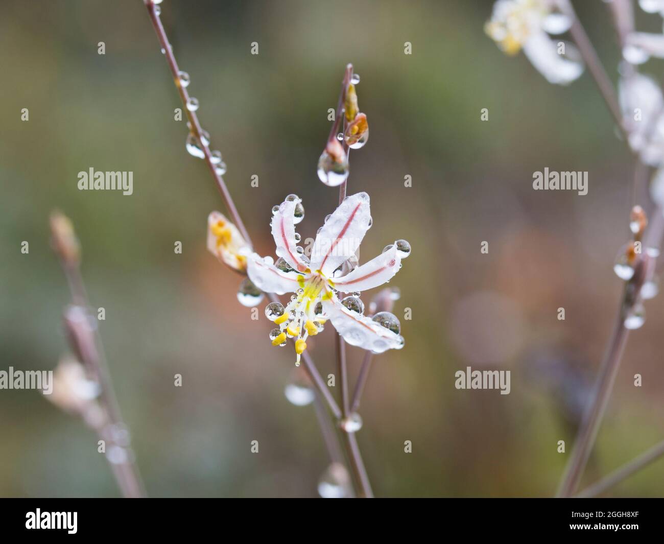 A closeup of a small white flower with dew drops on the petals of the Capespinachs (Genus Trachyandra) plant Stock Photo