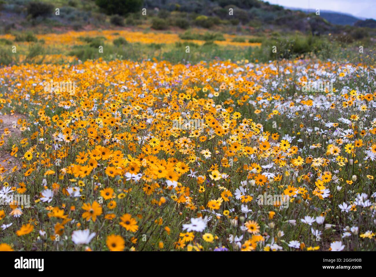 A field of natural wild growing daisies of the Namaqualand desert in the flower season Stock