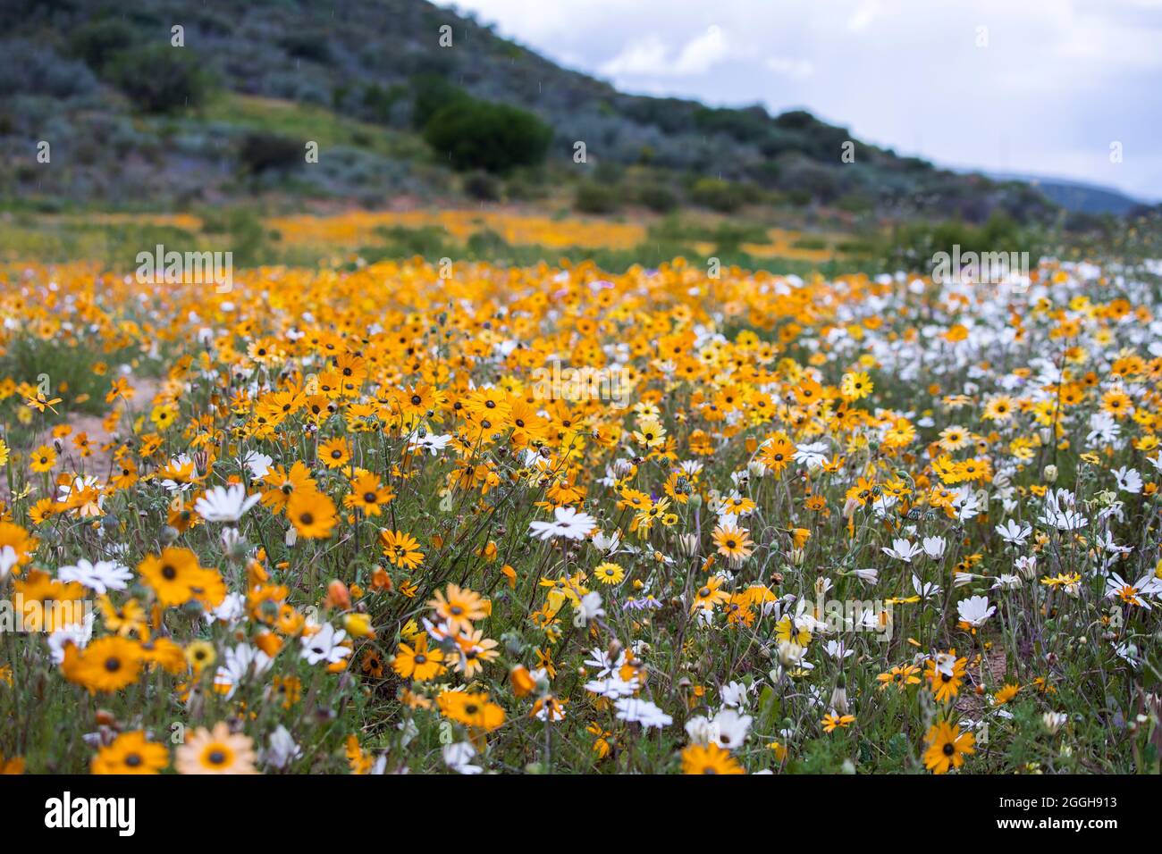 A field of natural wild growing daisies of the Namaqualand desert in the flower season Stock