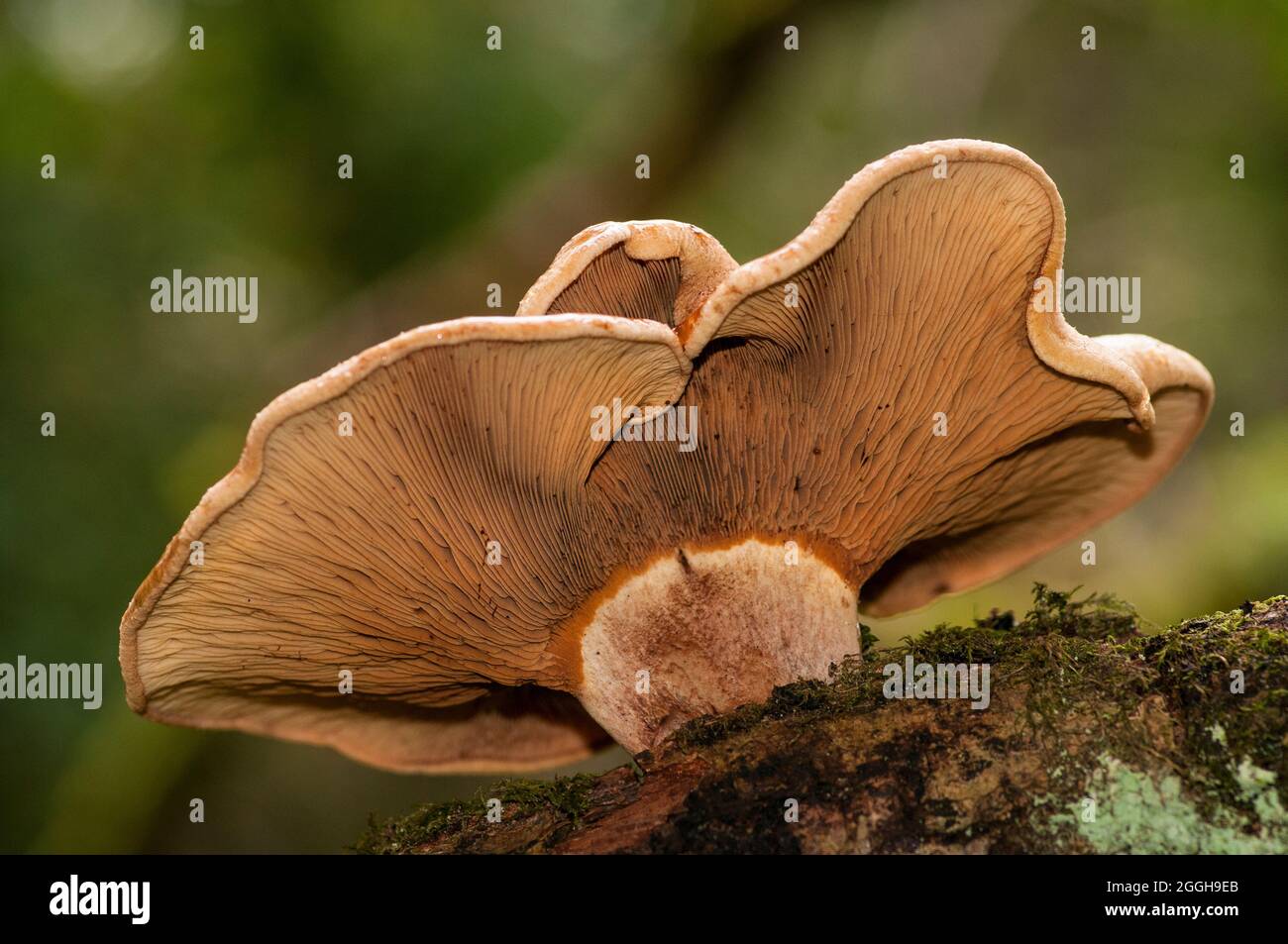Brown roll rim fungi growing out of an old tree stump Stock Photo