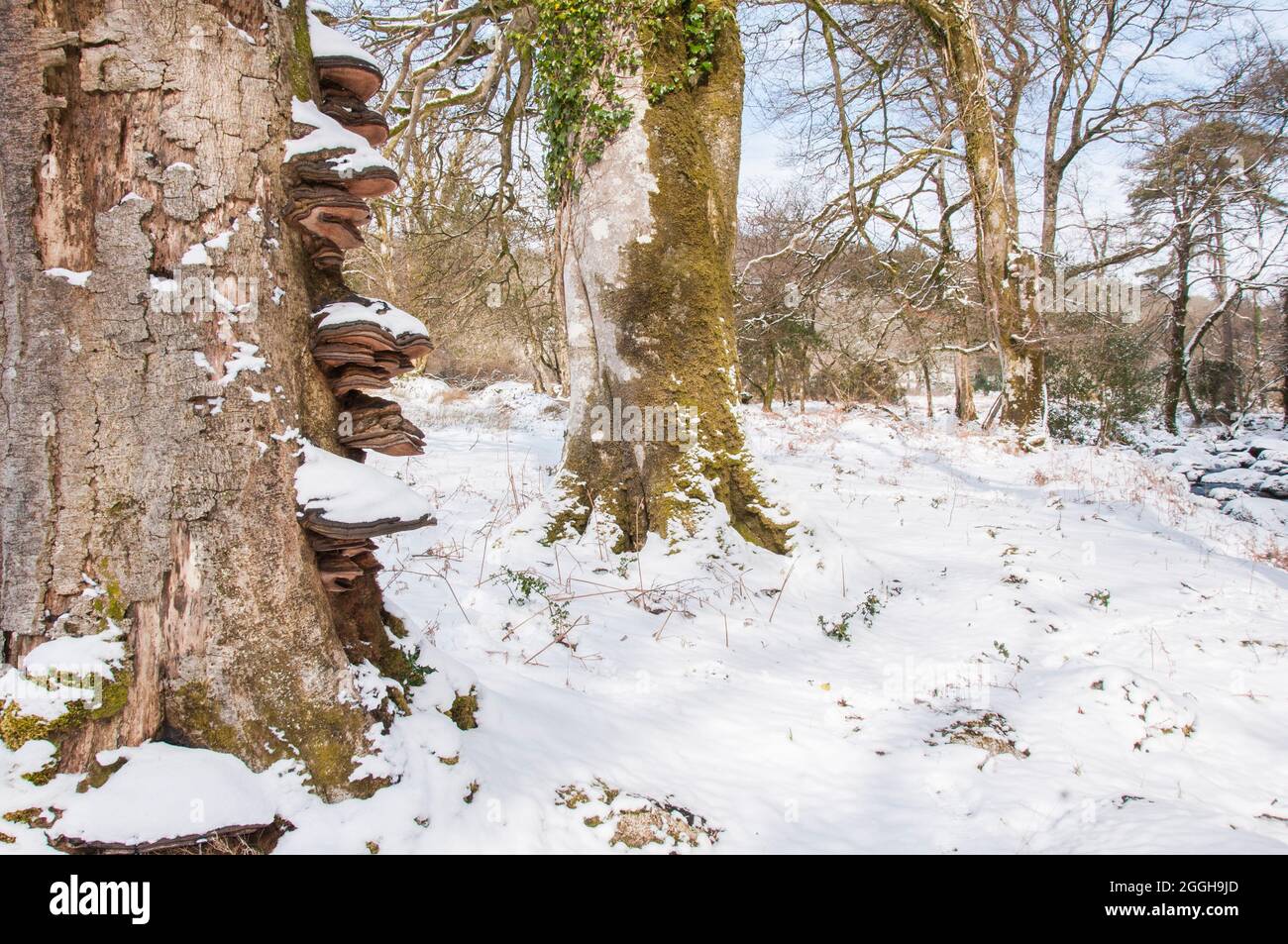 bracket fungi growing on beech trees in winter, West Devon Stock Photo