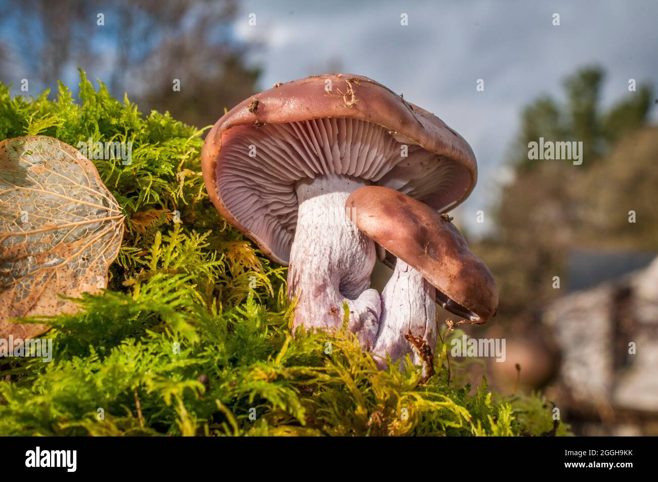 Edible fungi of the uk Stock Photo