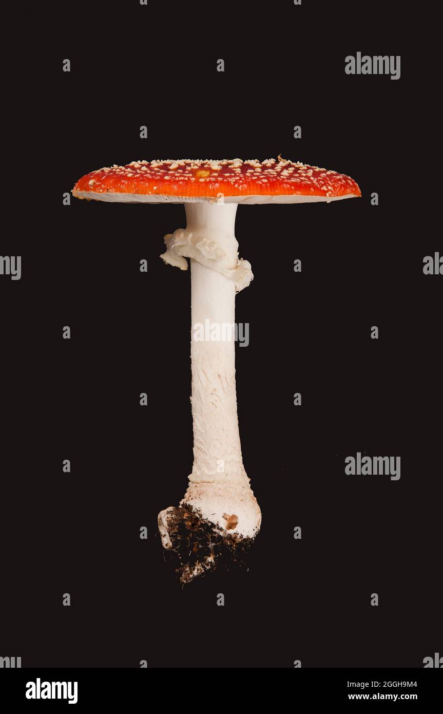 The fly agaric mushroom otherwise known as Amanita muscaria, is probably the most well known when it comes to woodland mushrooms. Stock Photo