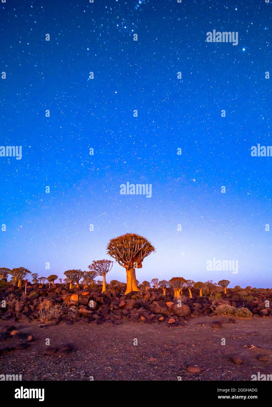 Milky Way Starry Sky and an Isolated Tree Night Landscape Stock Photo ...