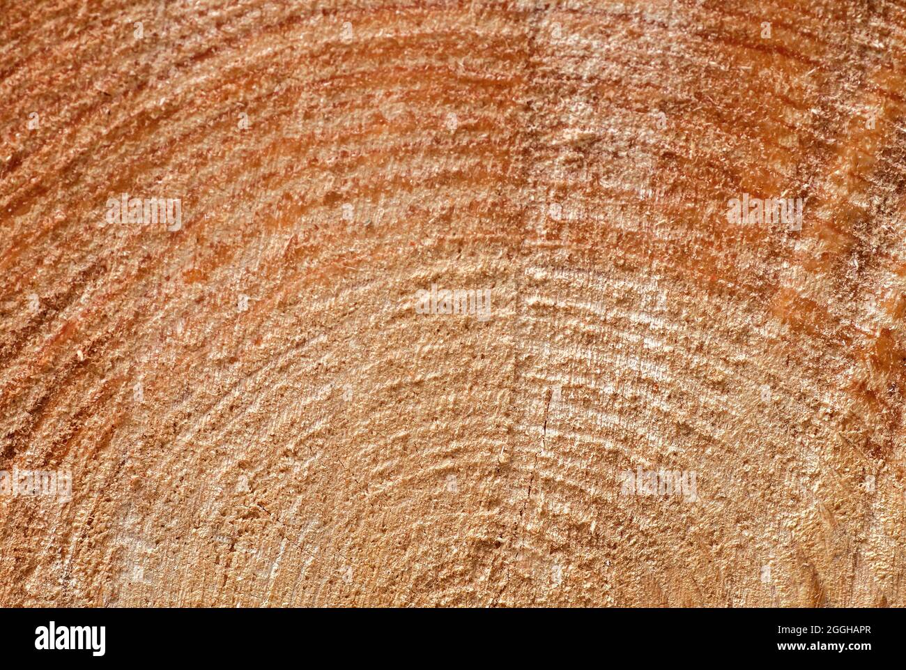 Detail of pine wood tree-rings texture Stock Photo - Alamy