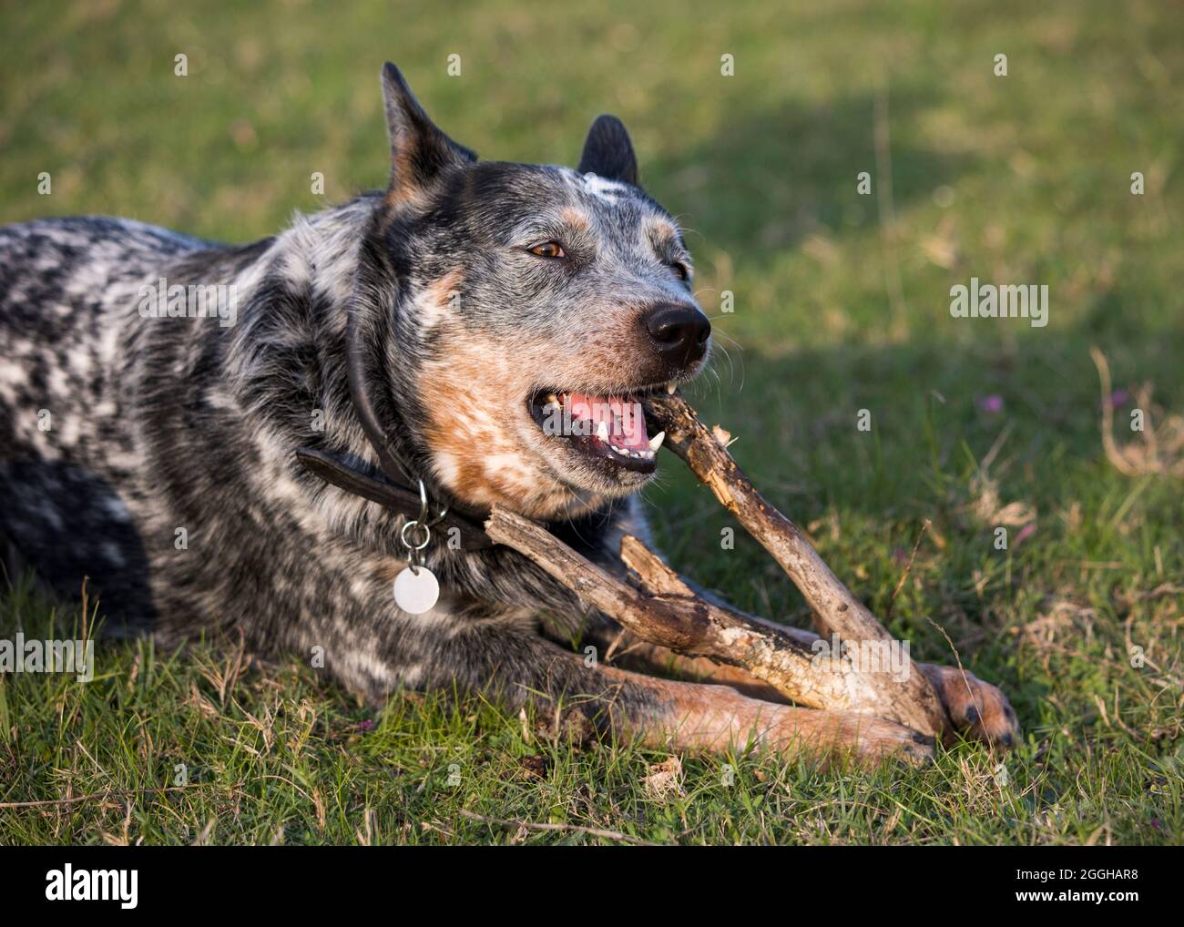 are australian cattle dog aggressive