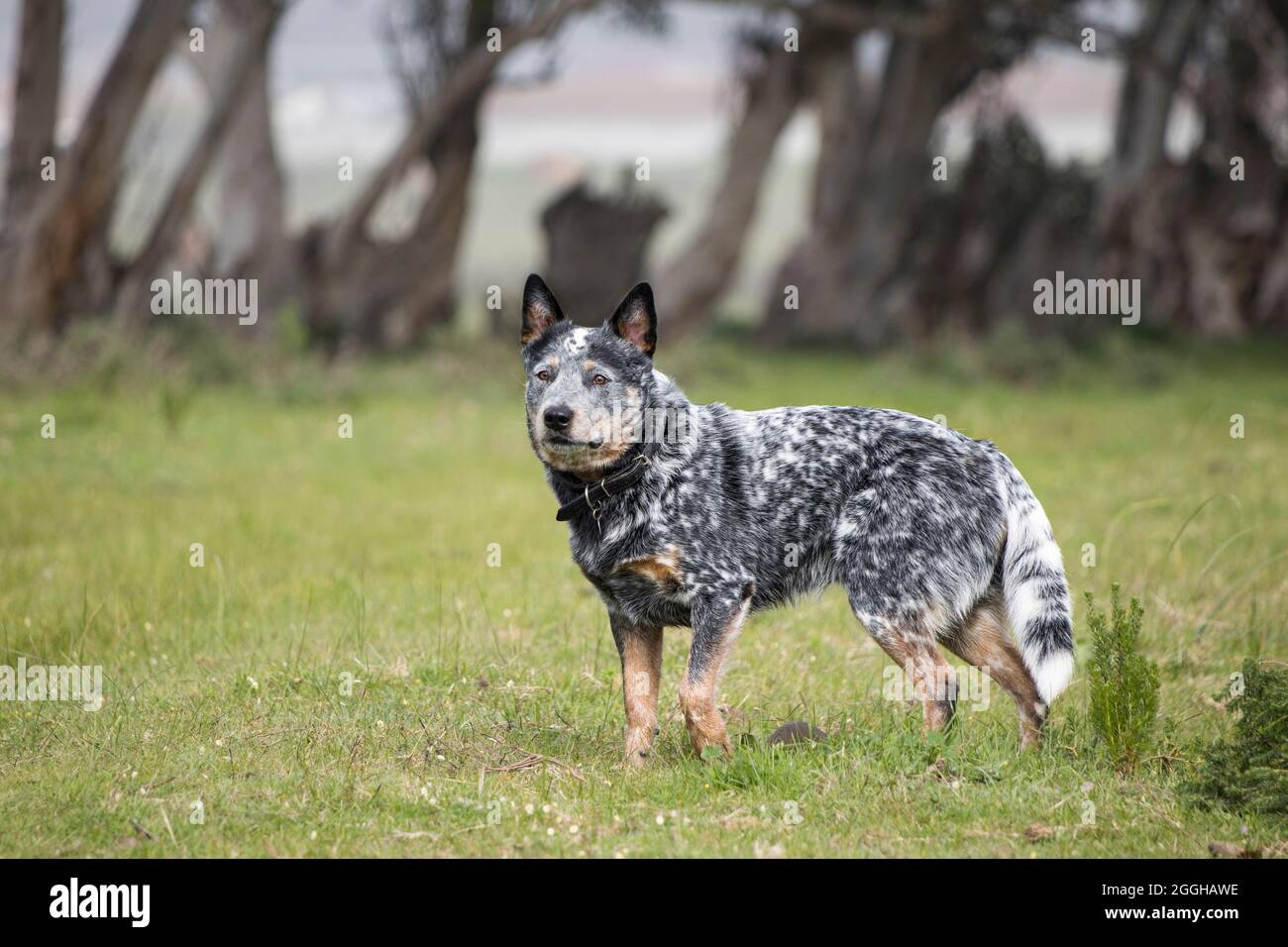 basen Sociologi sandaler Young male Australian Cattle Dog (Blue heeler) on a farm alert and working  Stock Photo - Alamy