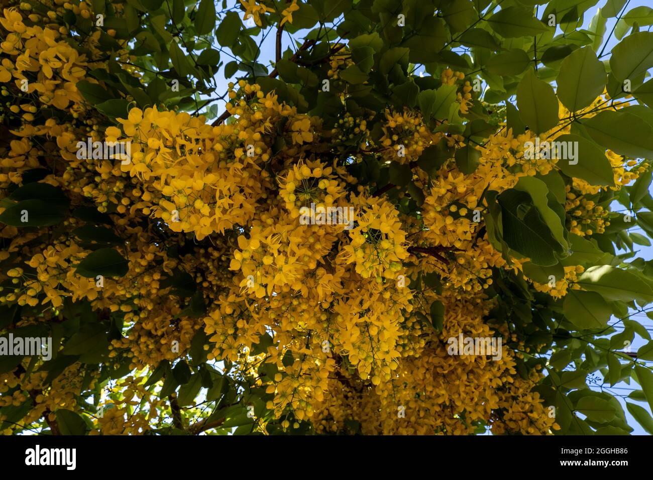 tree with yellow flowers in clusters Stock Photo Alamy