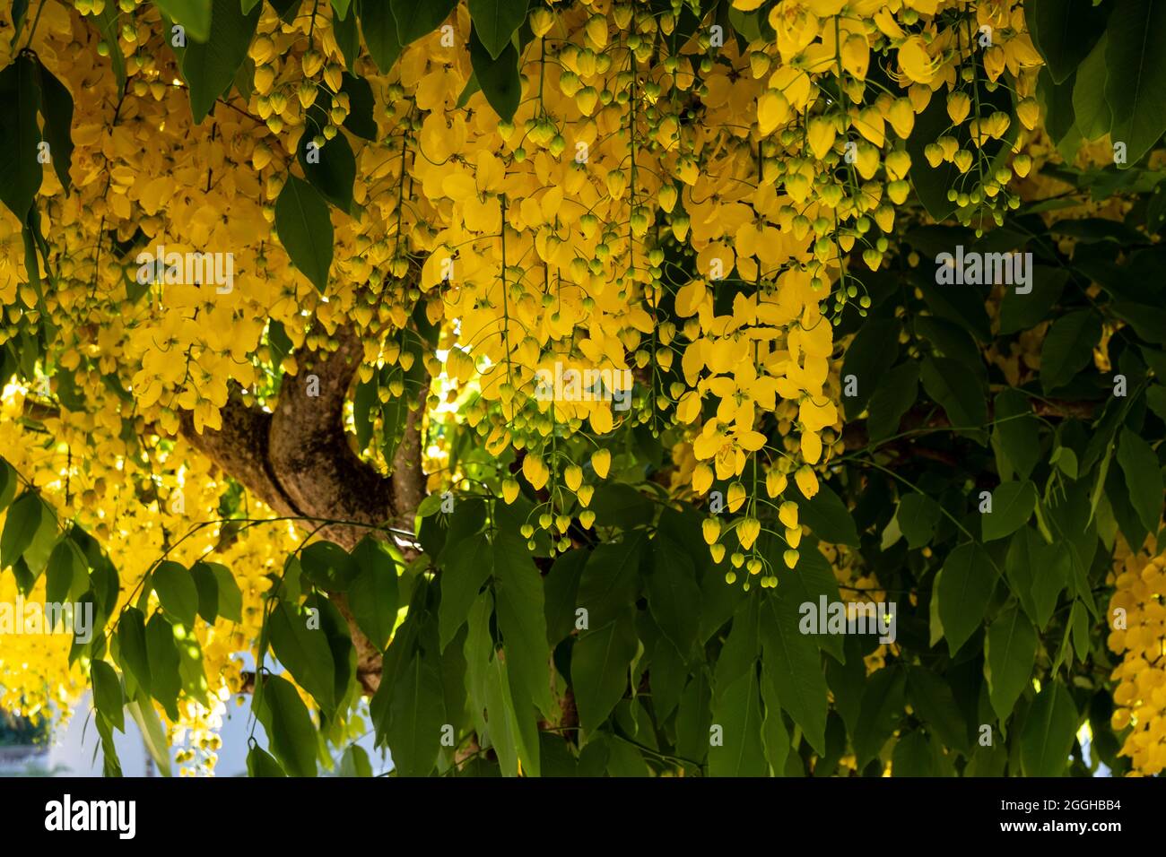tree with yellow flowers in clusters Stock Photo Alamy