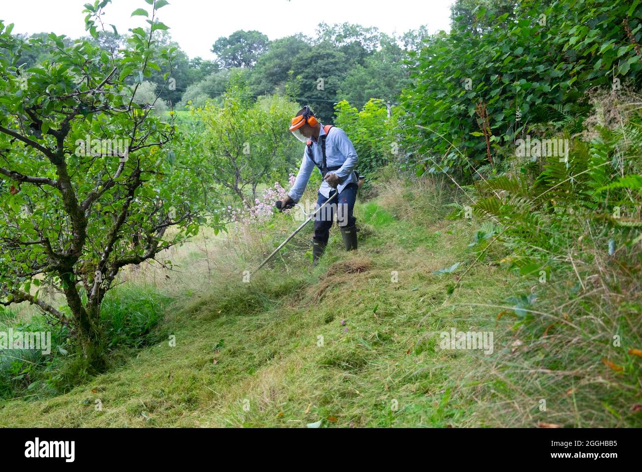 Asian man wearing safety mask using strimmer on slope to cut long grass meadow around apple trees in summer orchard August 2021 Wales UK KATHY DEWITT Stock Photo