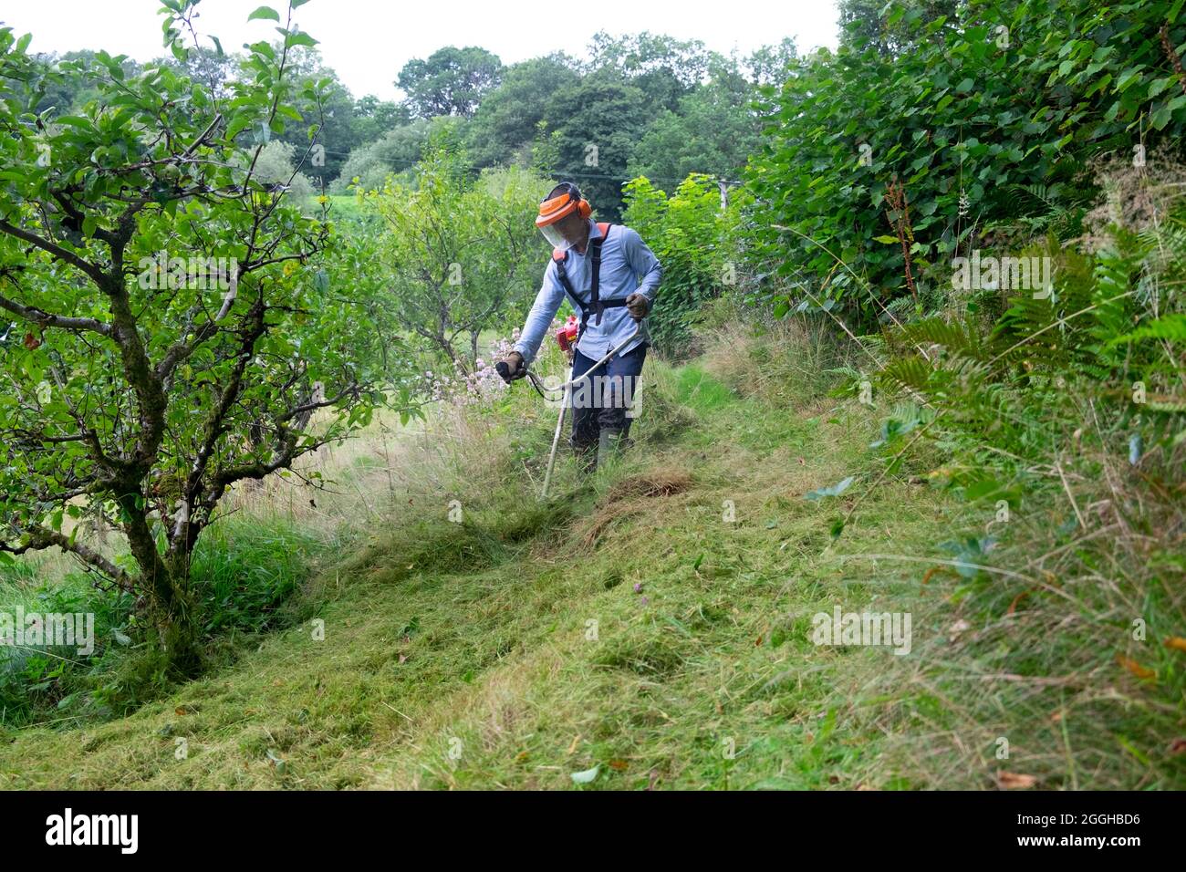 Asian man wearing safety mask using strimmer to strim cut mow long grass meadow around apple trees in summer orchard August 2021 Wales UK KATHY DEWITT Stock Photo