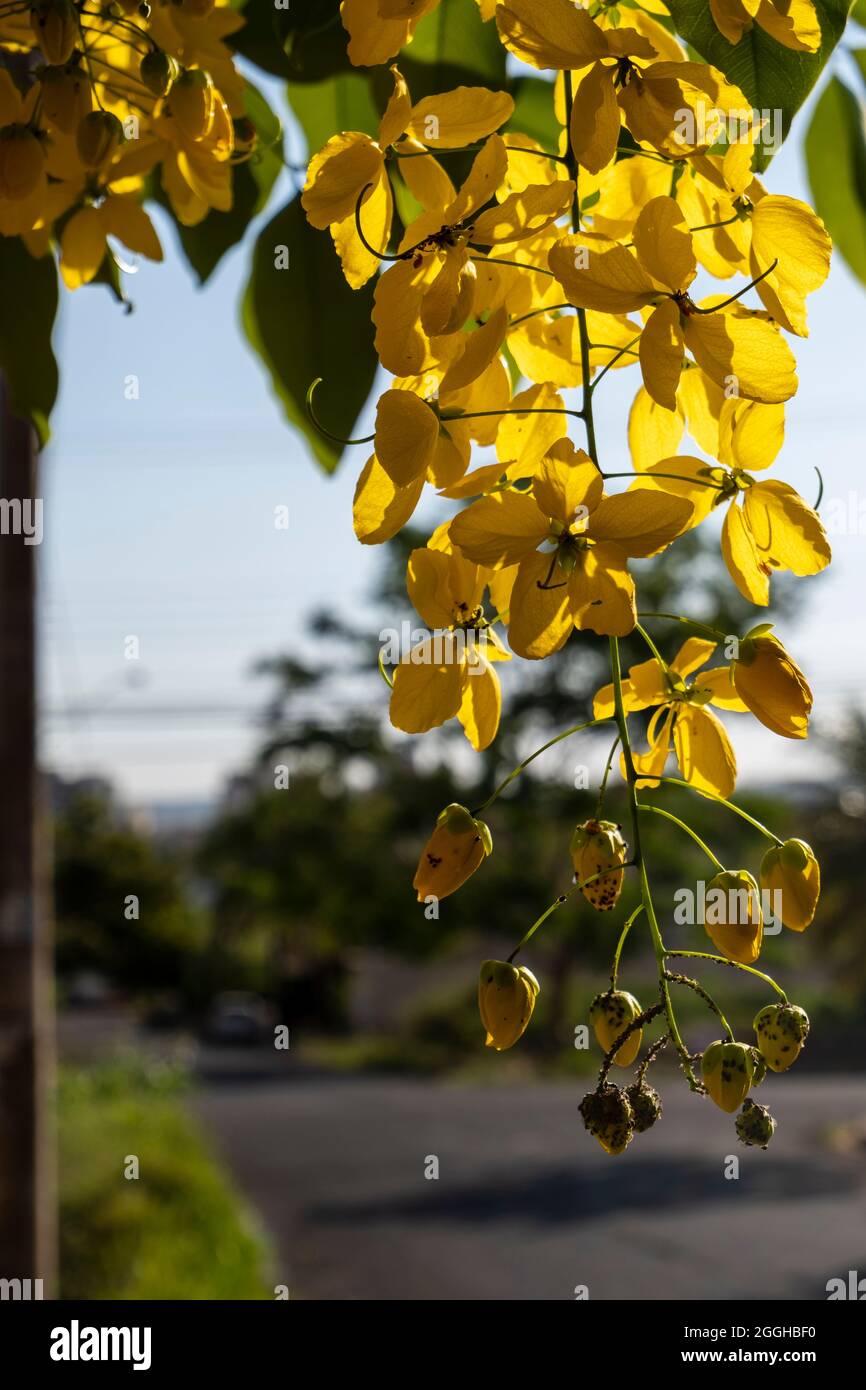 tree with yellow flowers in clusters Stock Photo Alamy