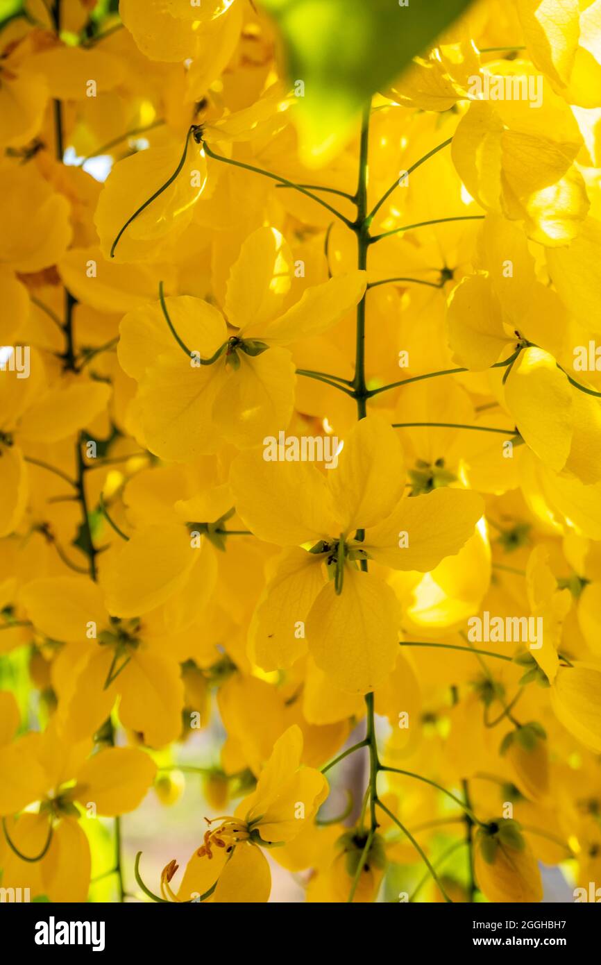 tree with yellow flowers in clusters Stock Photo Alamy