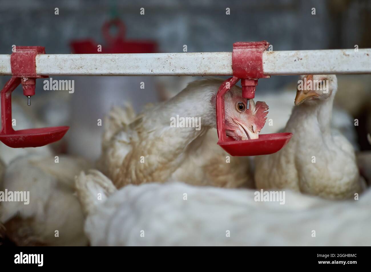Free range organic Chicken poultry drinking water by nipple backyard farm Stock Photo