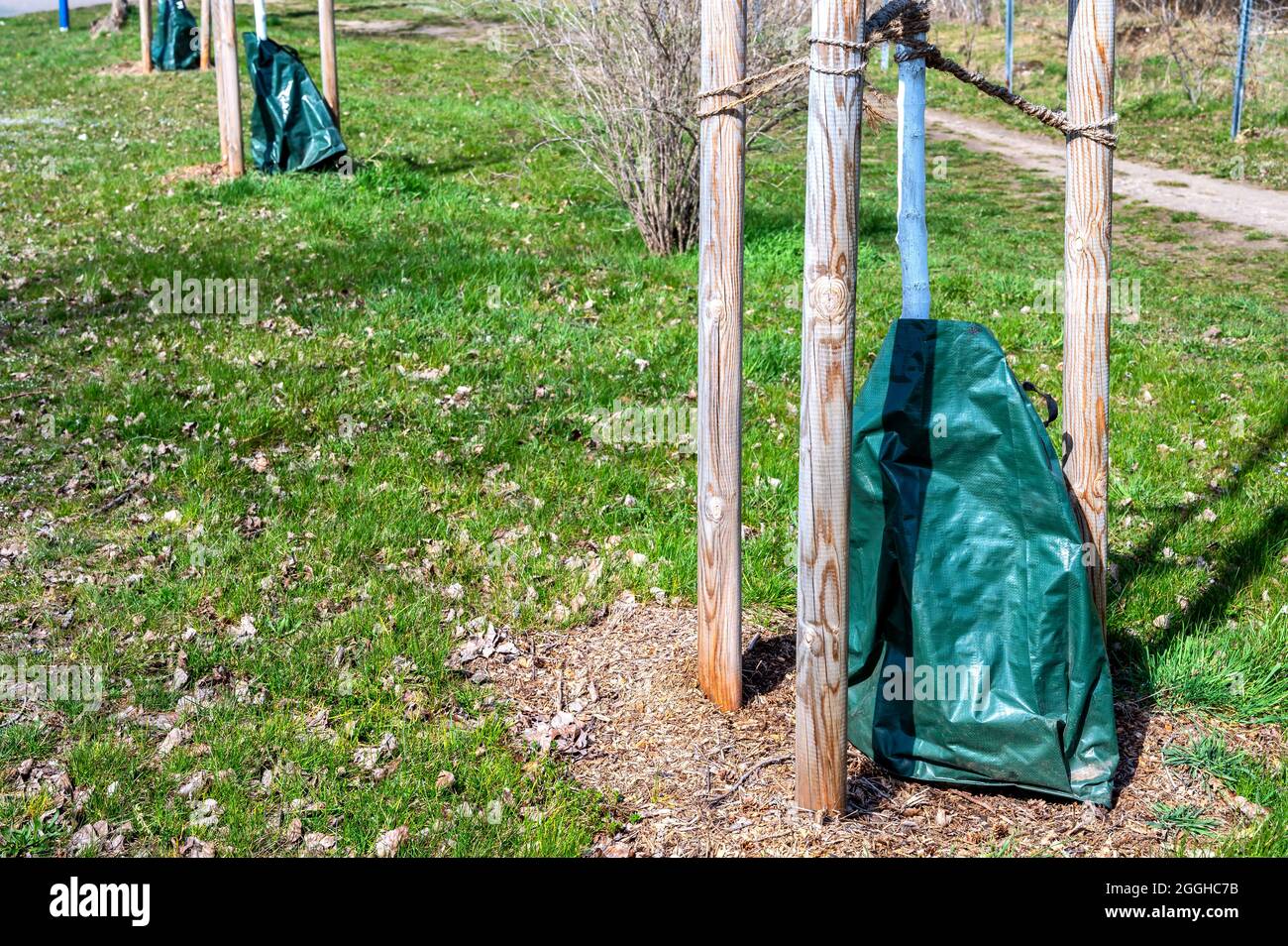 Freshly planted trees in an avenue with a tree support and watering bag Stock Photo