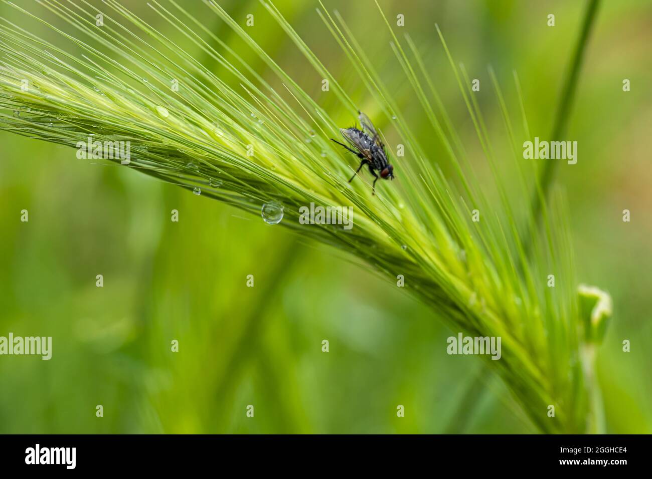Closeup shot of a fly on the rye with raindrops on it Stock Photo
