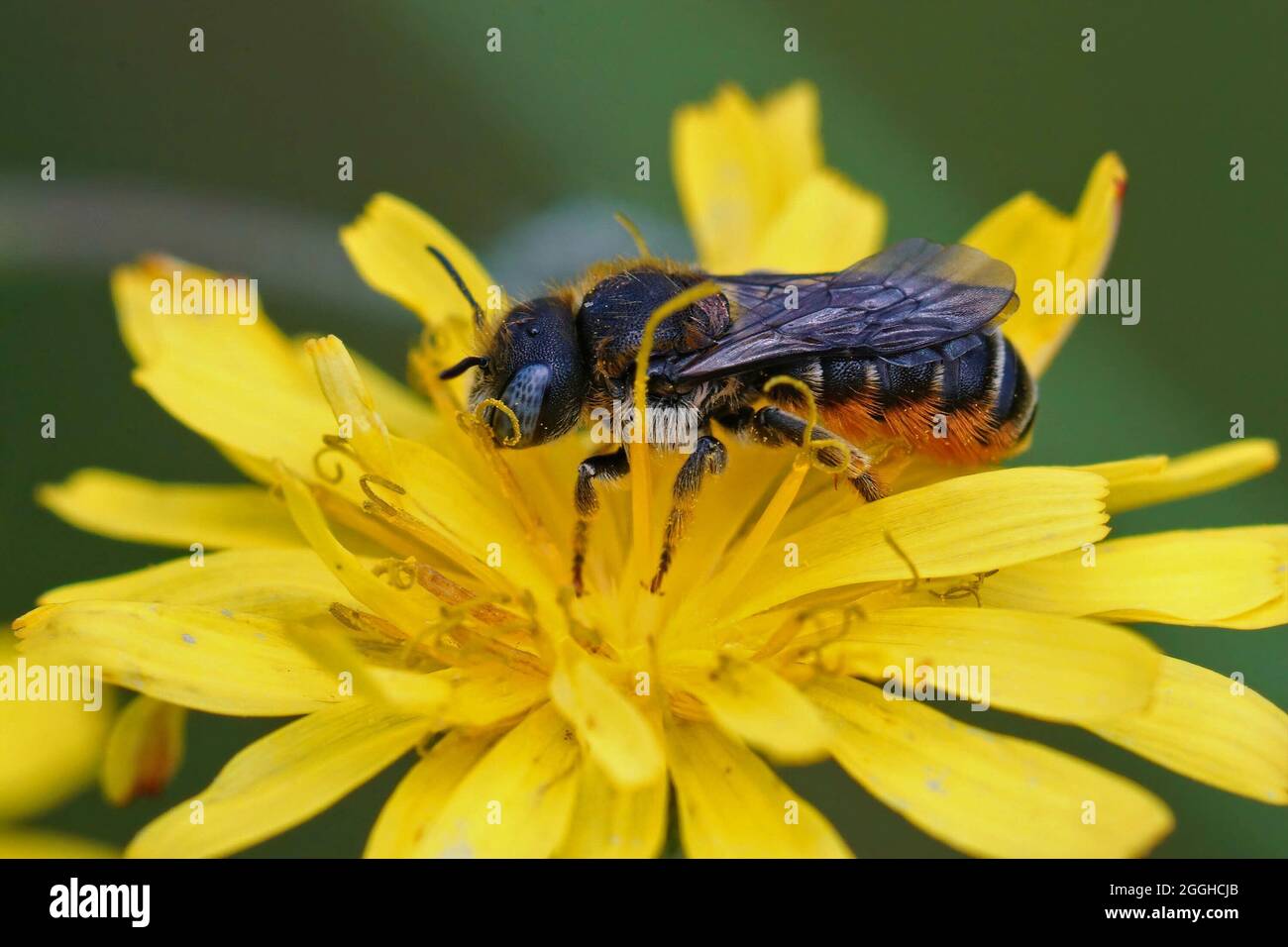 Closeup on a female of the rare spined Mason bee, Osmia spinulos Stock Photo