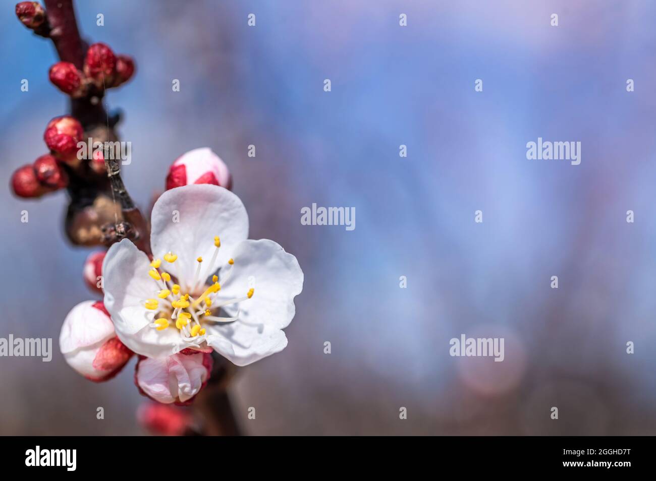 Blooming branch of an apricot tree with various inflorescences and copy space Stock Photo