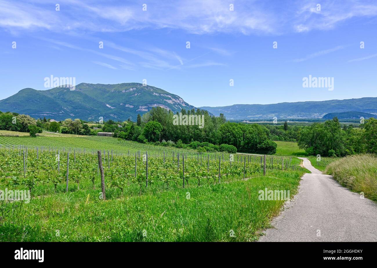 The vineyards of Vongnes and Le Grand Colombier in the south of Bugey, Ain, France Stock Photo