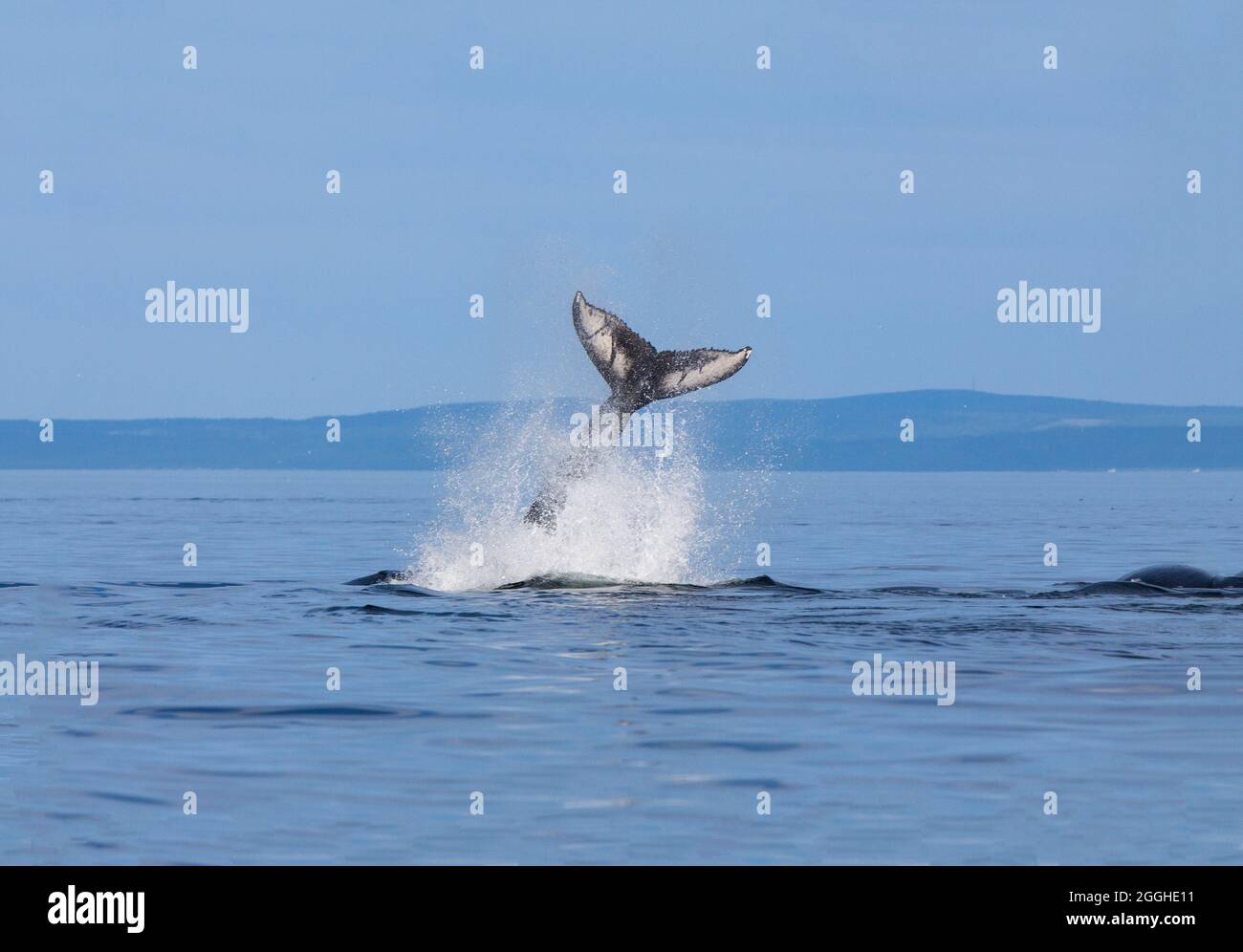 Whale watching on Saint Lawrence river in Tadoussac, Quebec, Canada Stock Photo