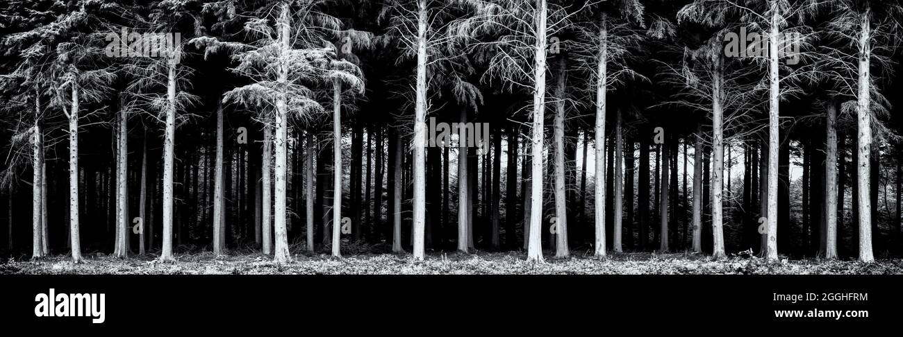 Ladock wood near Truro Cornwall england uk Stock Photo - Alamy