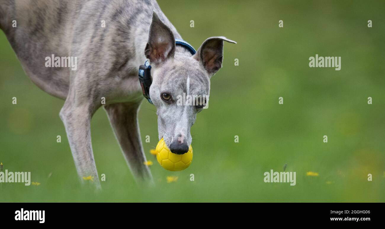 Whippet dog exercising in a garden. Stock Photo