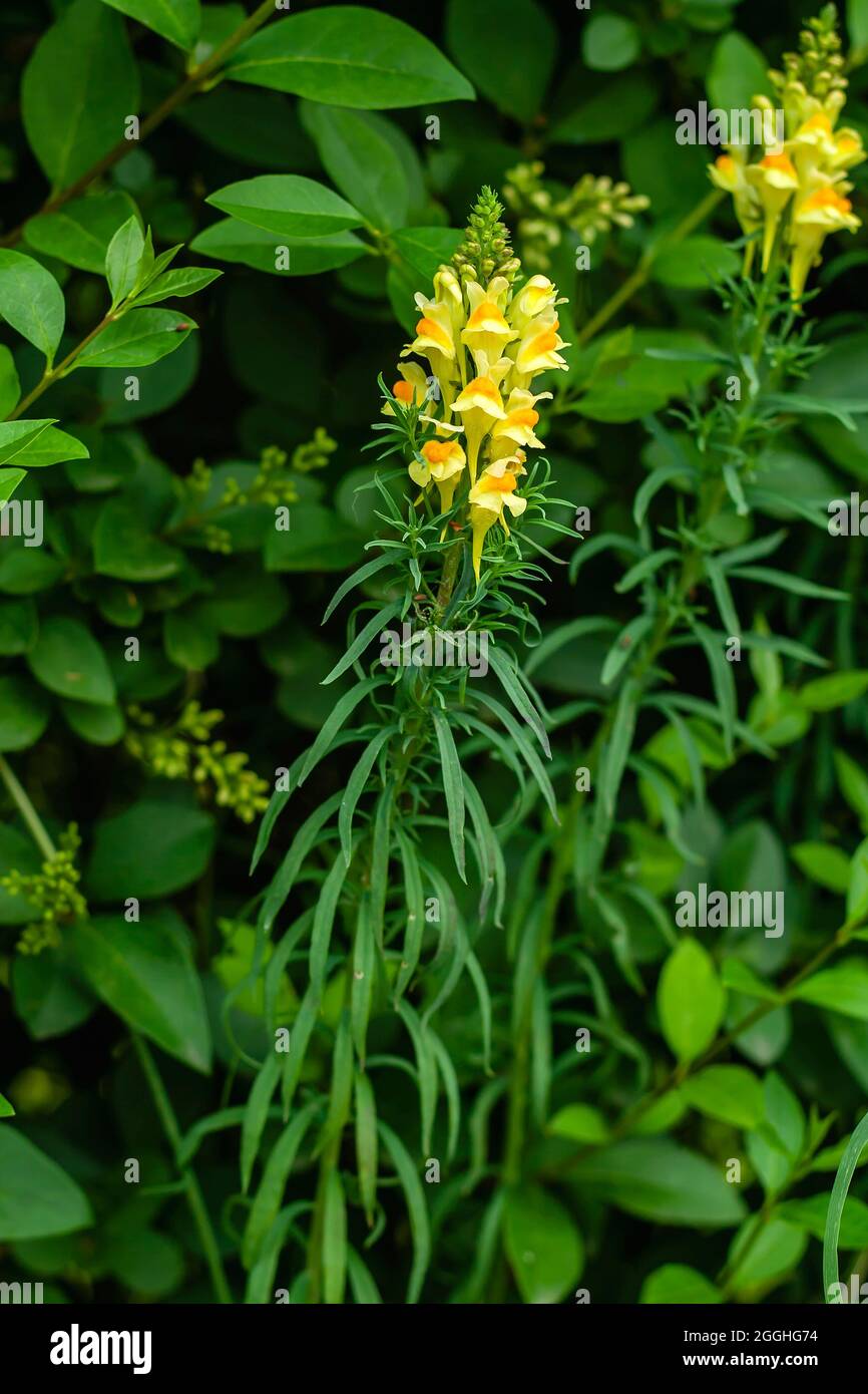 Linaria vulgaris, the yellow toadflax alson kwown as butter and eggs wildflower blooming Stock Photo