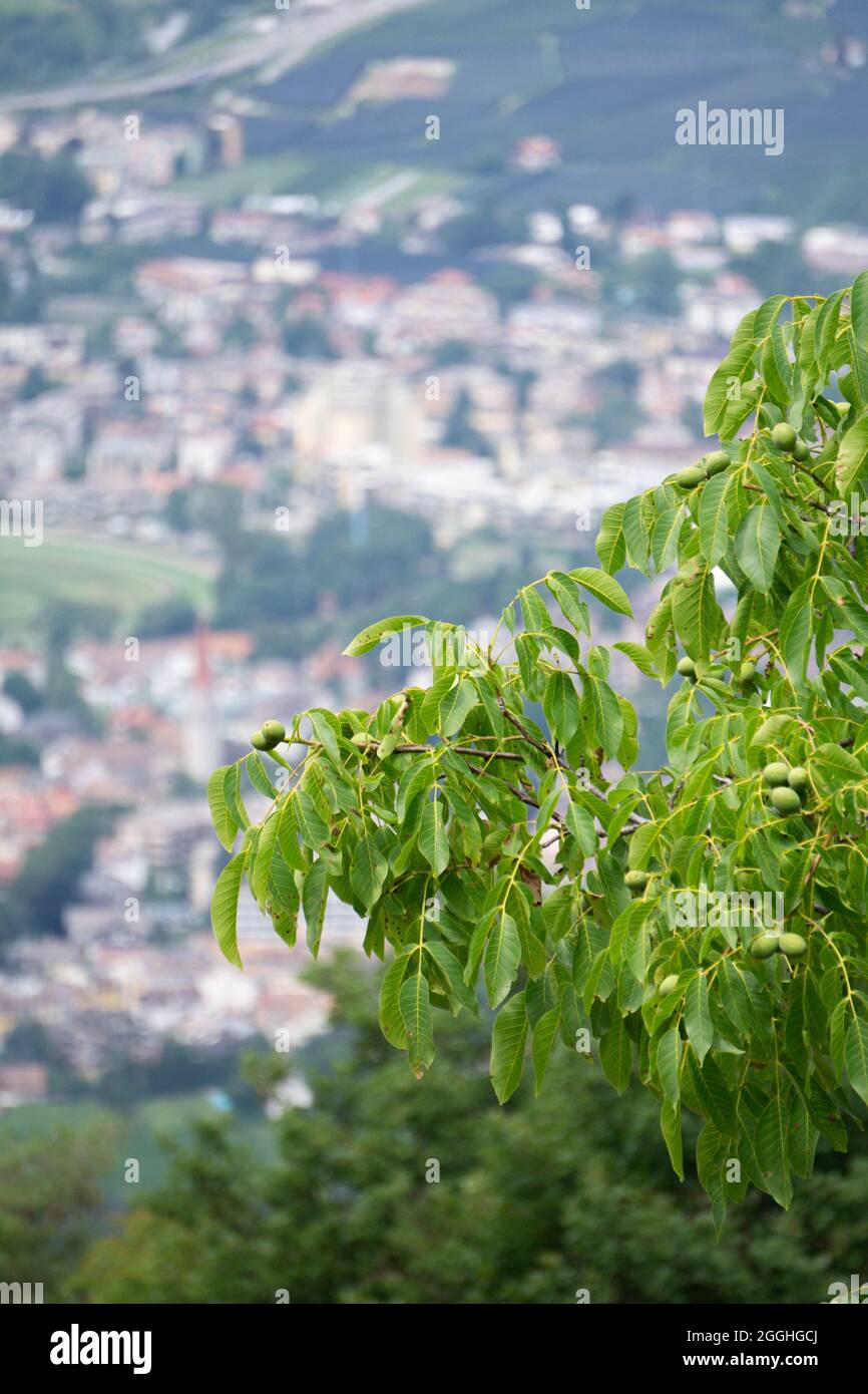 walnut tree with meran, italy in background Stock Photo