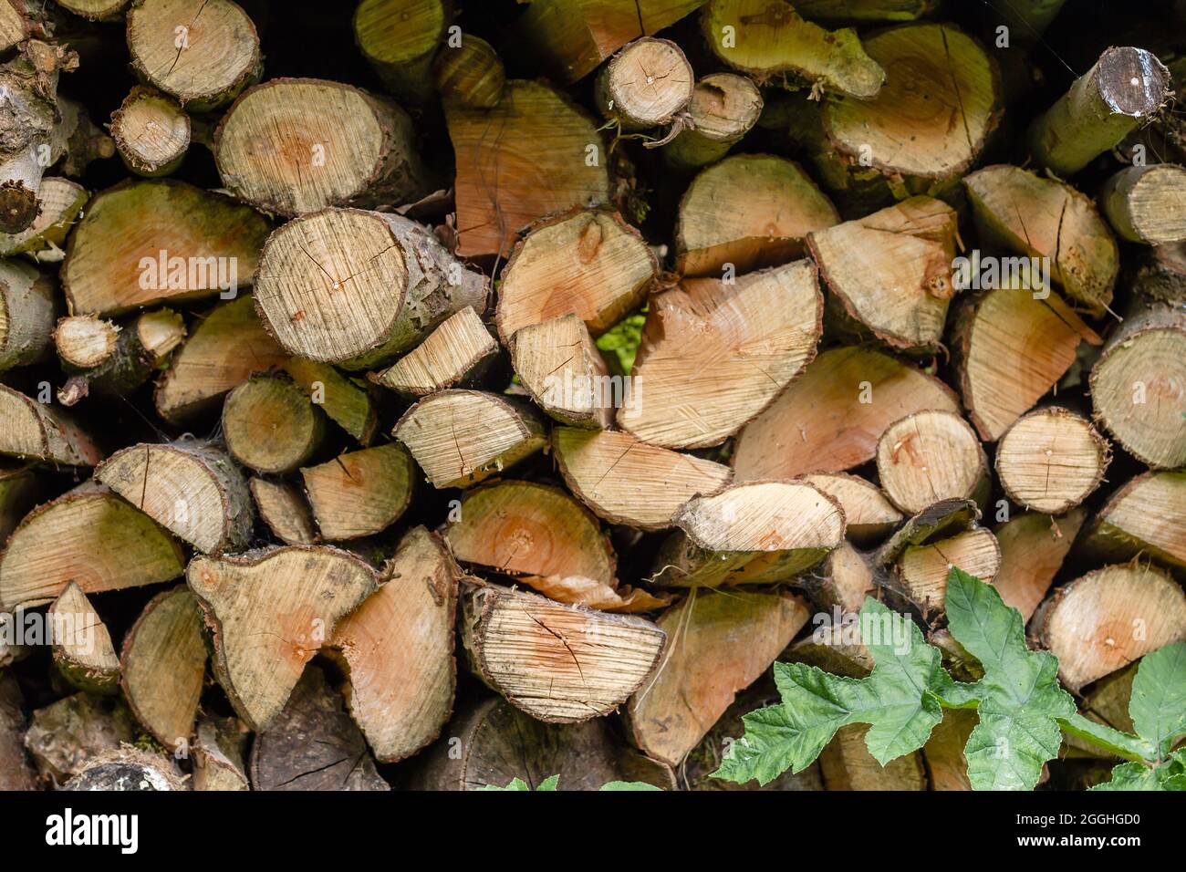 Stack logs chopped wood firewood pile hi-res stock photography and ...