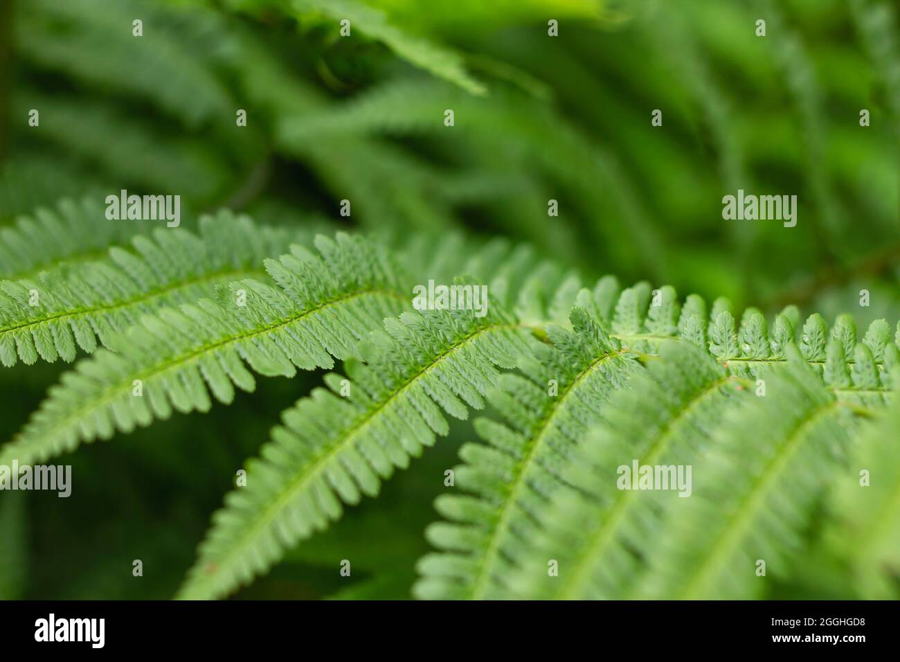 Athyrium filix-femina Lady fern fresh green fronds close up Stock Photo