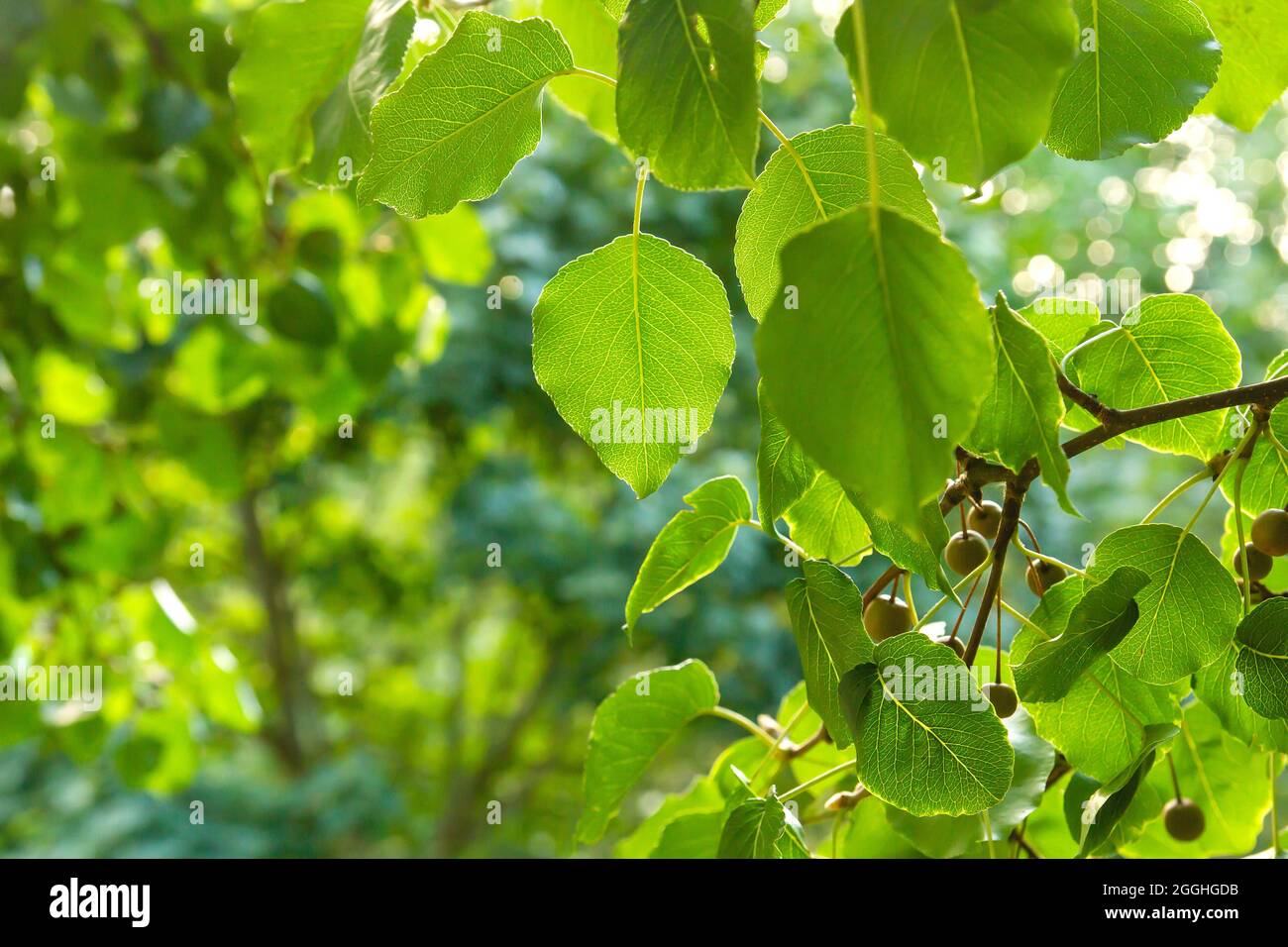 European wild pear tree fresh green leaves detail Stock Photo