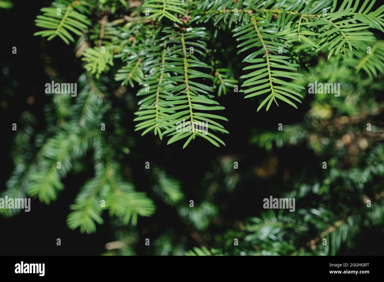 Taxus Baccata or European yew evergreen poisonous foliage close up Stock Photo