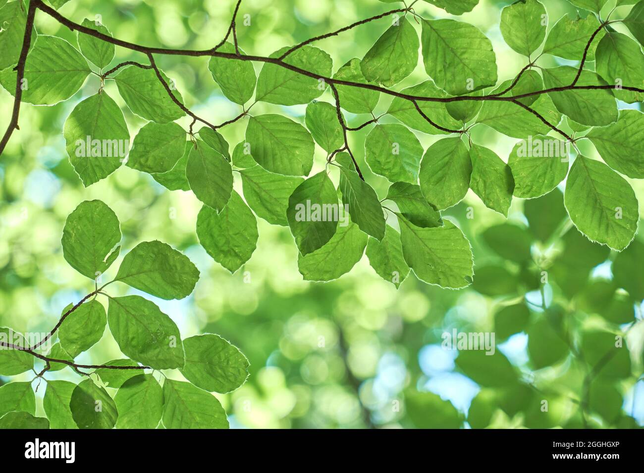 Detail of fagus sylvatica or beech tree fresh green springtime foliage ...