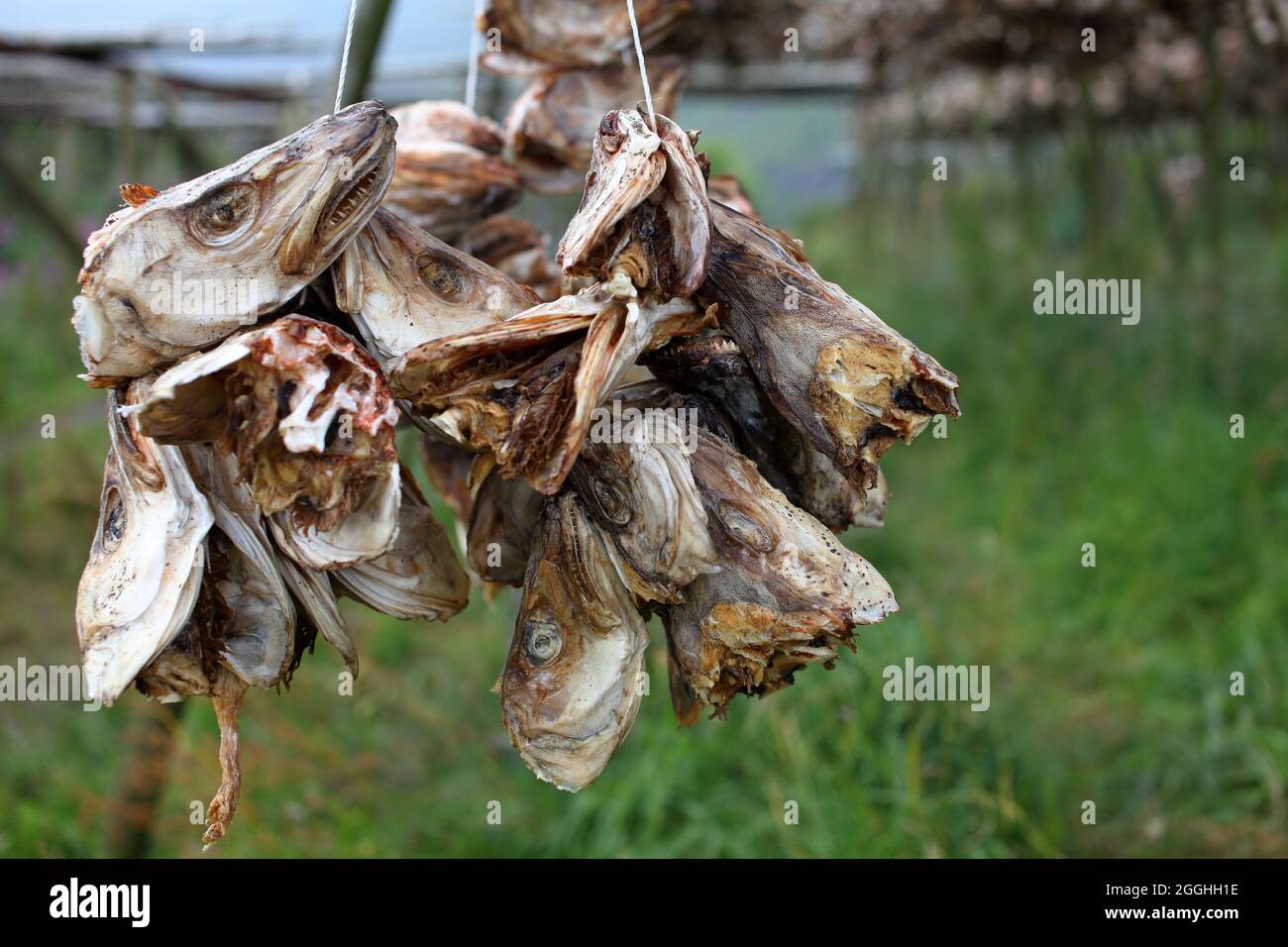 Dry-fish hanging to dry on Røst in Lofoten Norway. Norwegian culture. Stock Photo