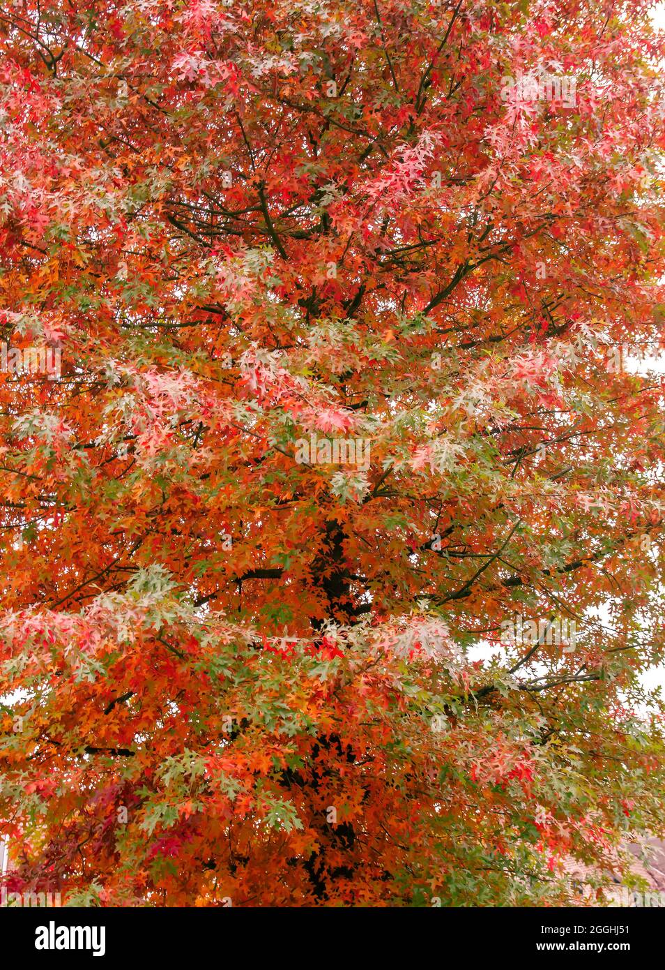 Quercus palustris pin oak tree typical autumnal colorful deciduous foliage Stock Photo