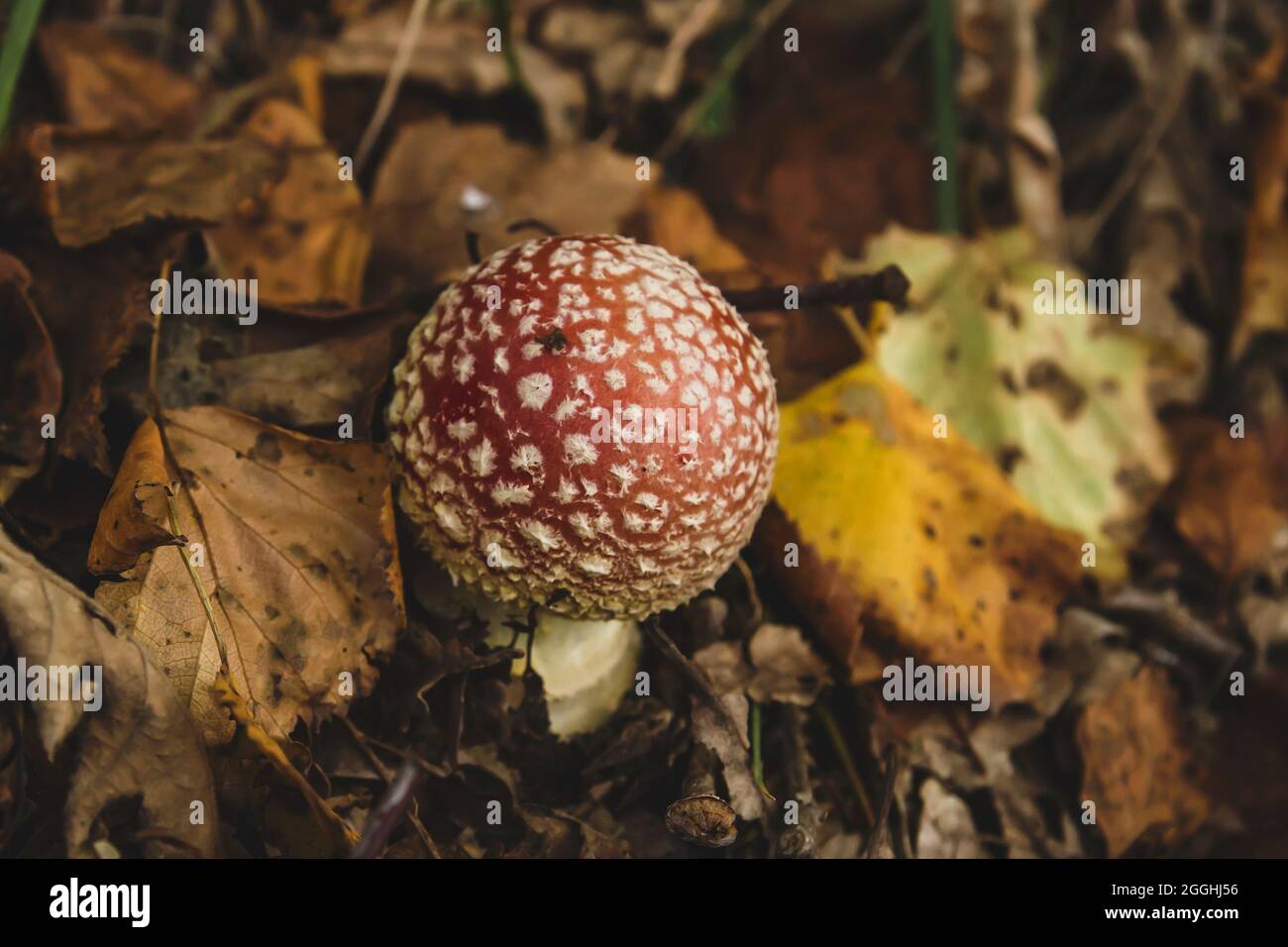 Amanita muscaria, fly agaric psychoactive mushroom growing wild in the autumnal forest, autumn and environmental concept Stock Photo