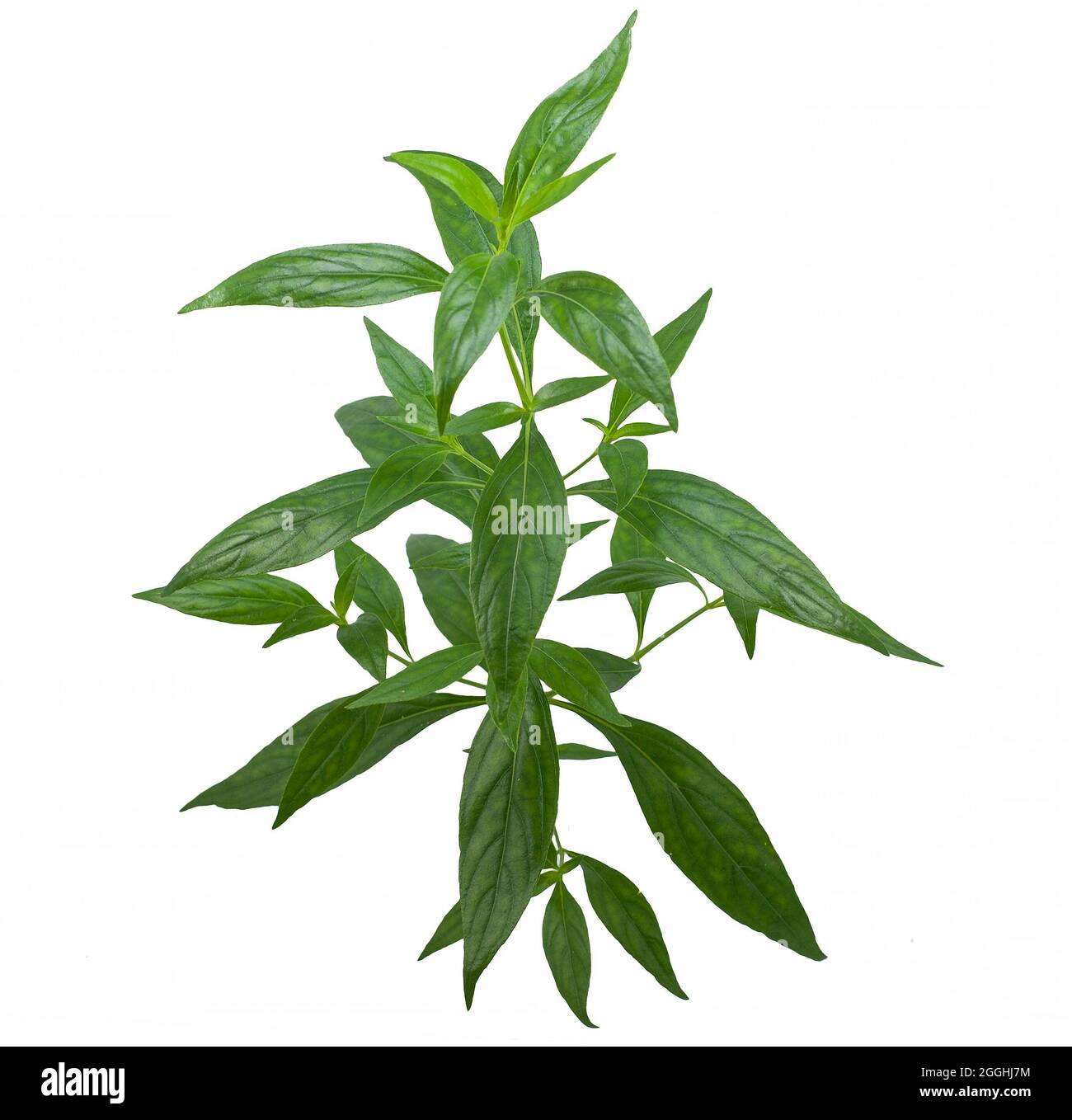 Andrographis paniculata (Green chiretta) isolated on a white background Stock Photo