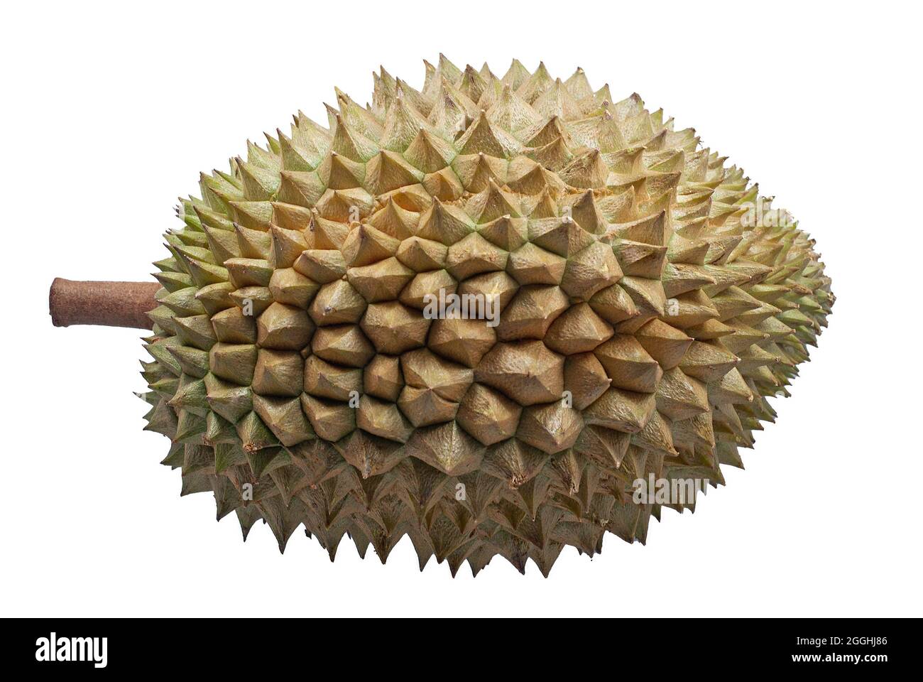 Durian fruit isolated on white background Stock Photo - Alamy