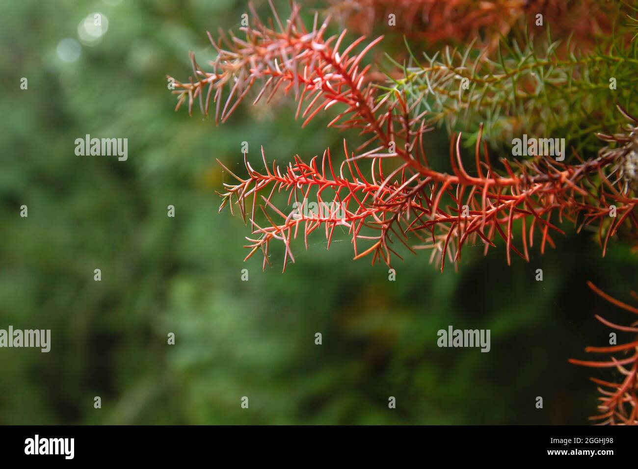Cryptomeria japonica Japanese cedar evergreen tree red foliage close up Stock Photo