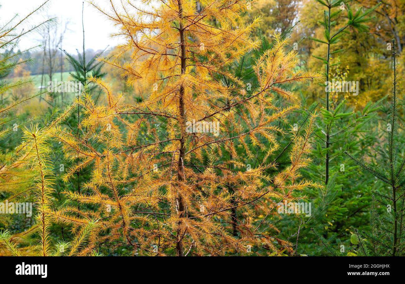 Young larix or larch tree with yellow deciduous foliage in autumn Stock Photo