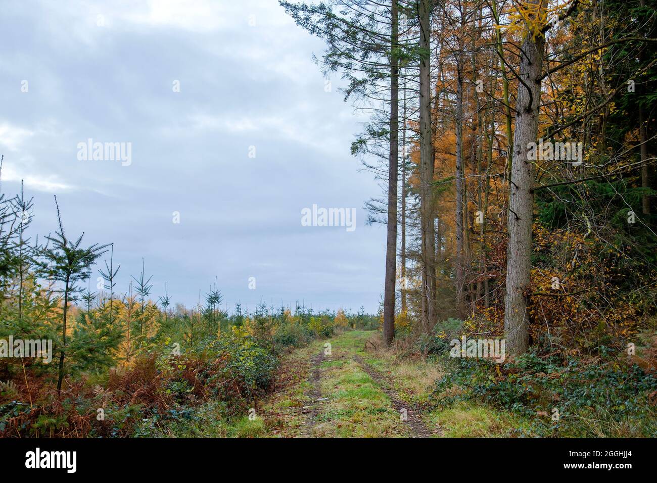 Larch trees farm with young and old trees for paper mill and timber industry Stock Photo